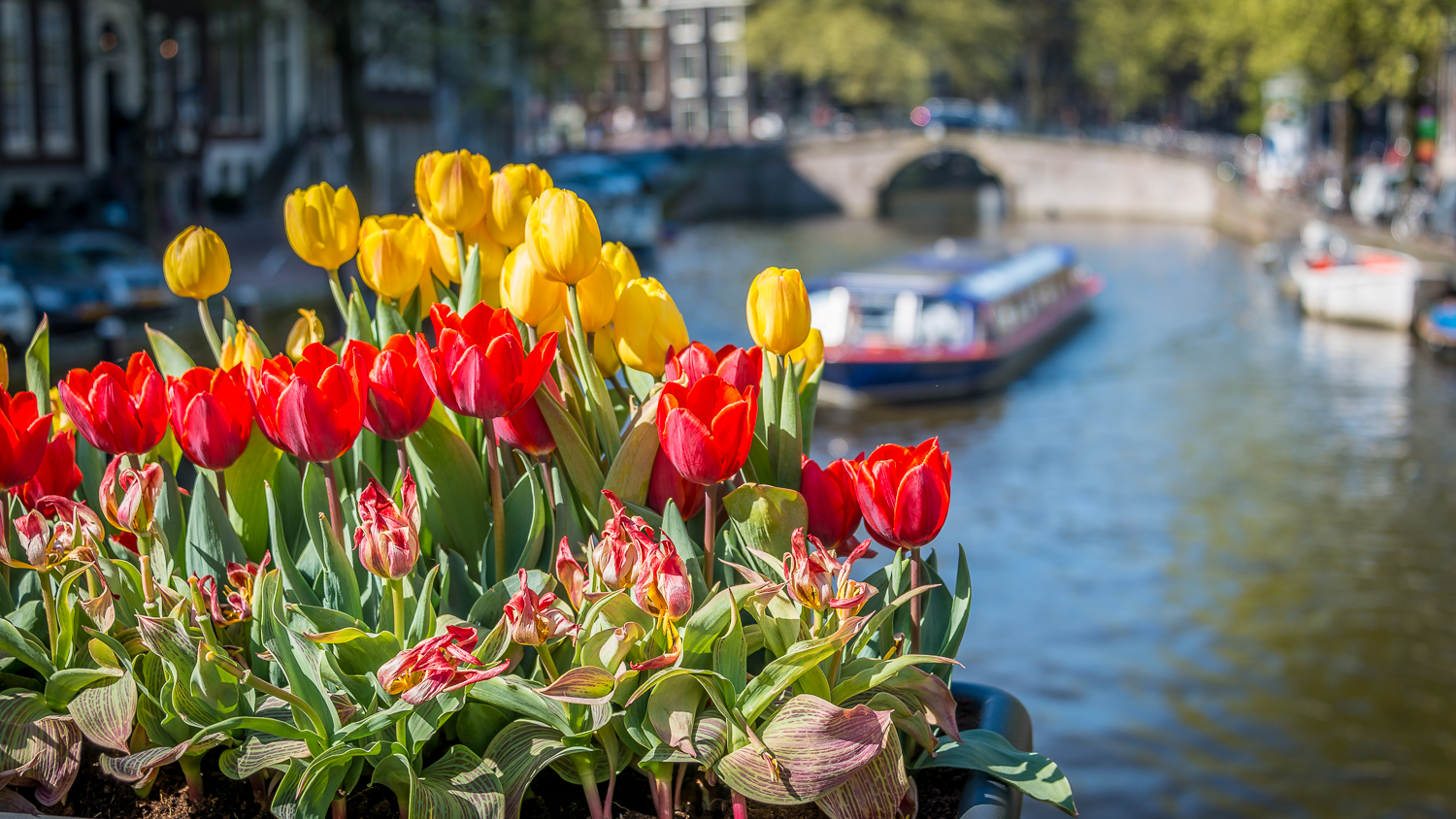 Holland2015-39.jpg