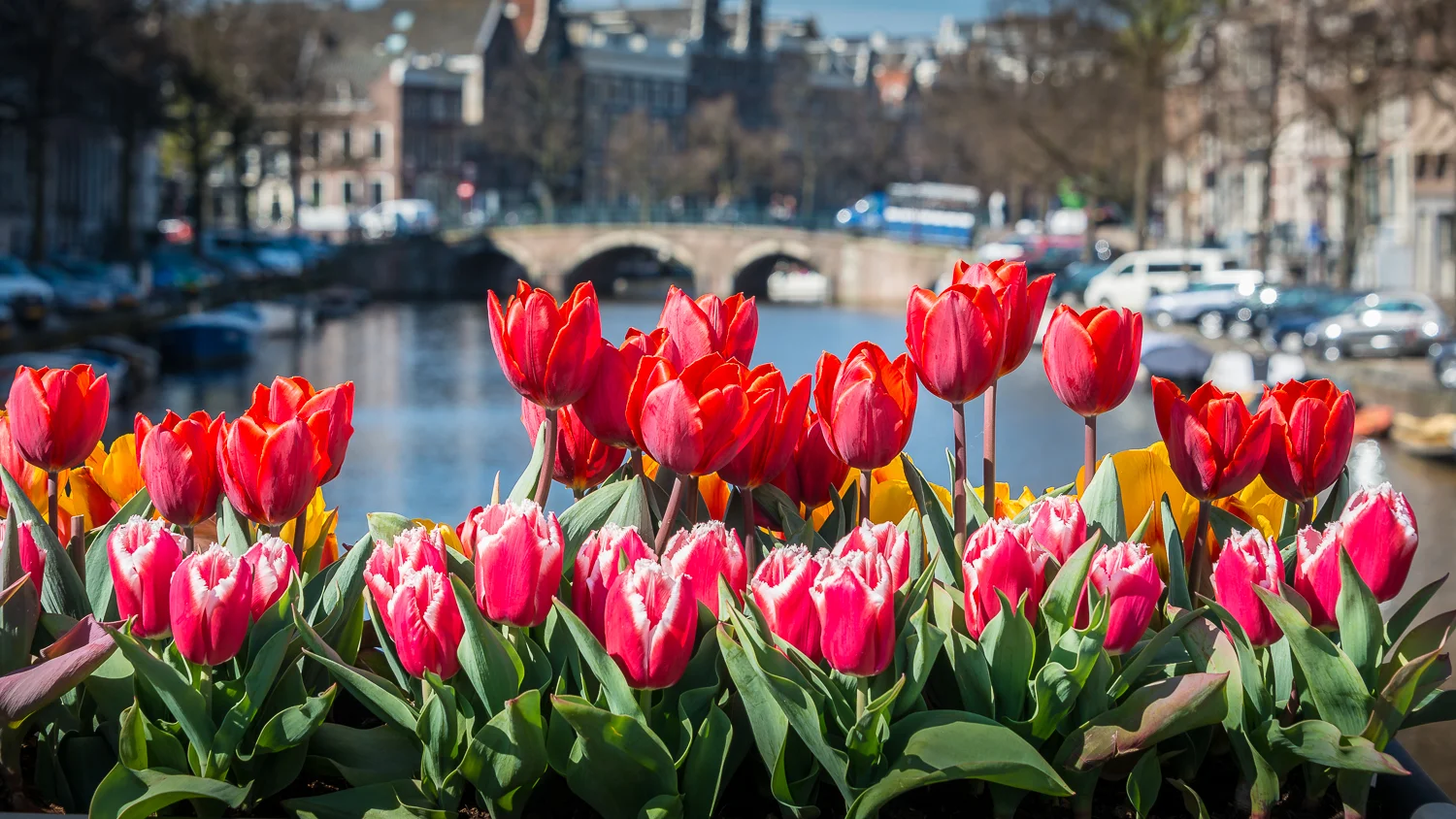 Holland2015-40.jpg