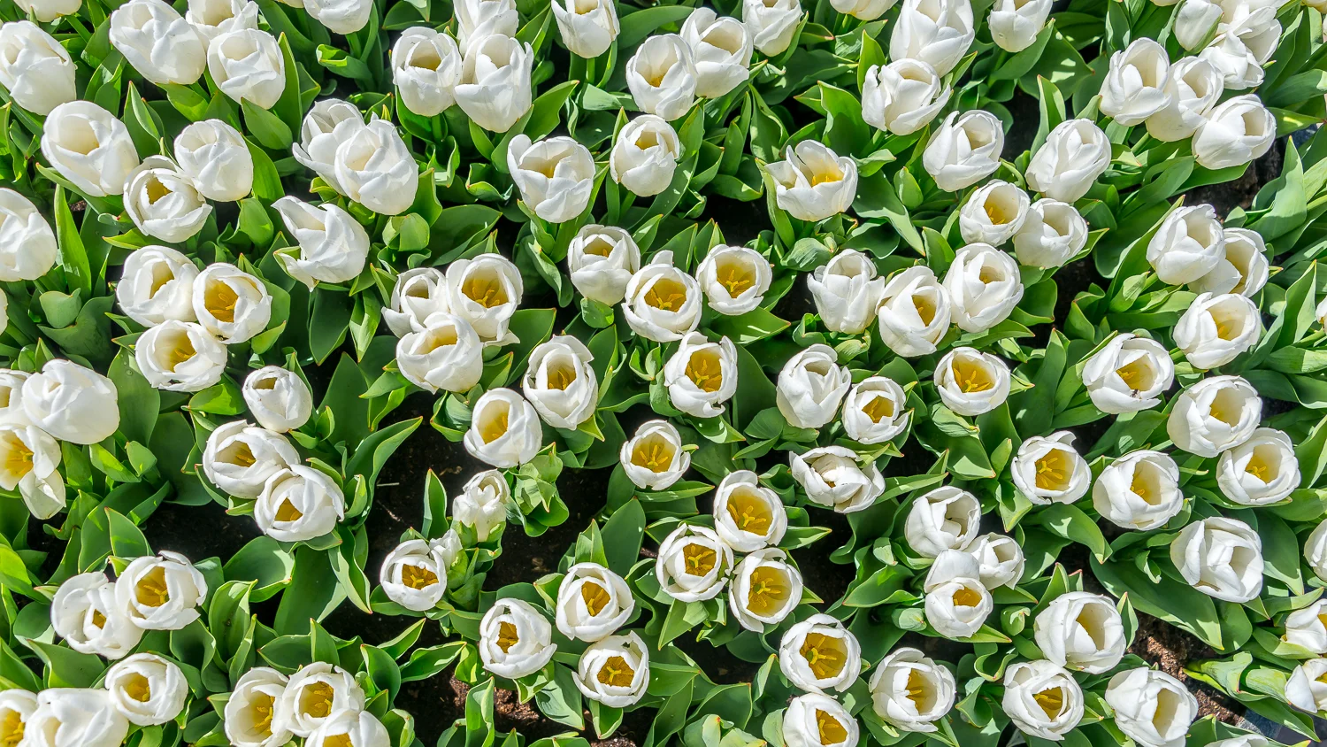 Holland2015-63.jpg