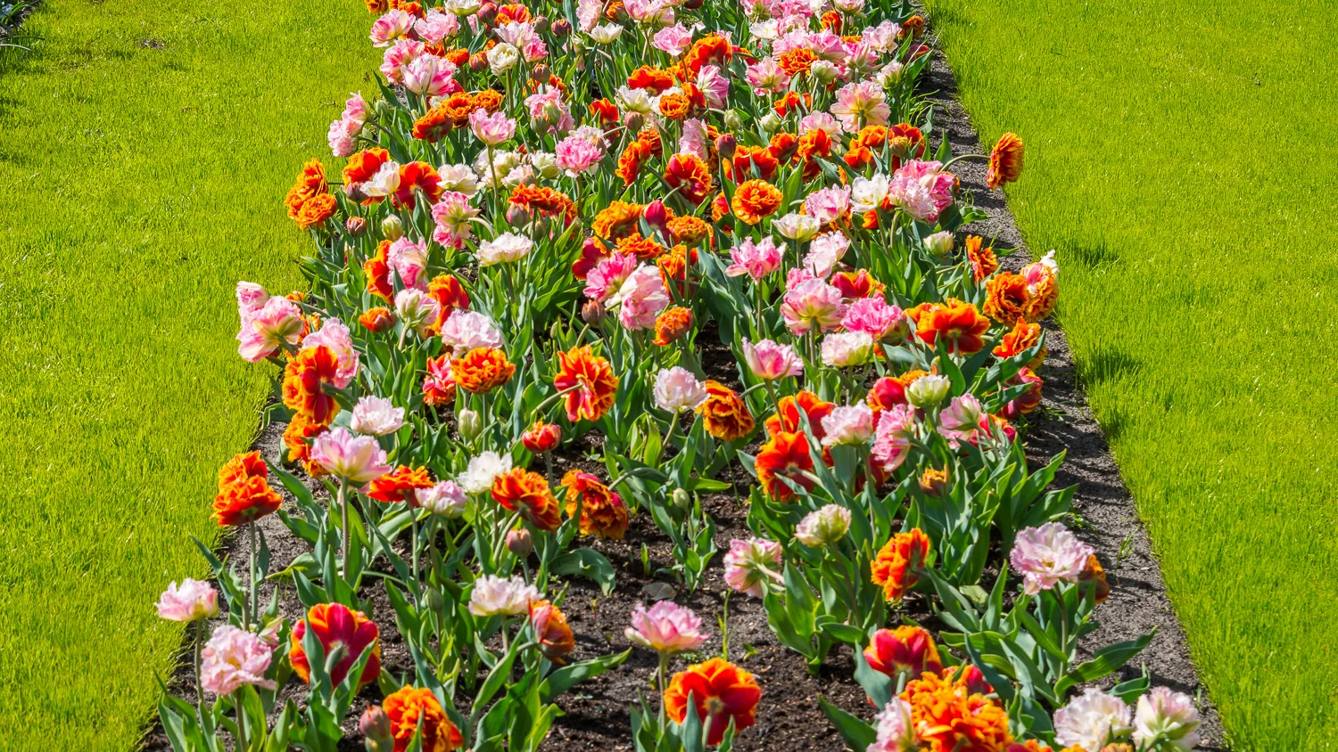 Holland2015-64.jpg