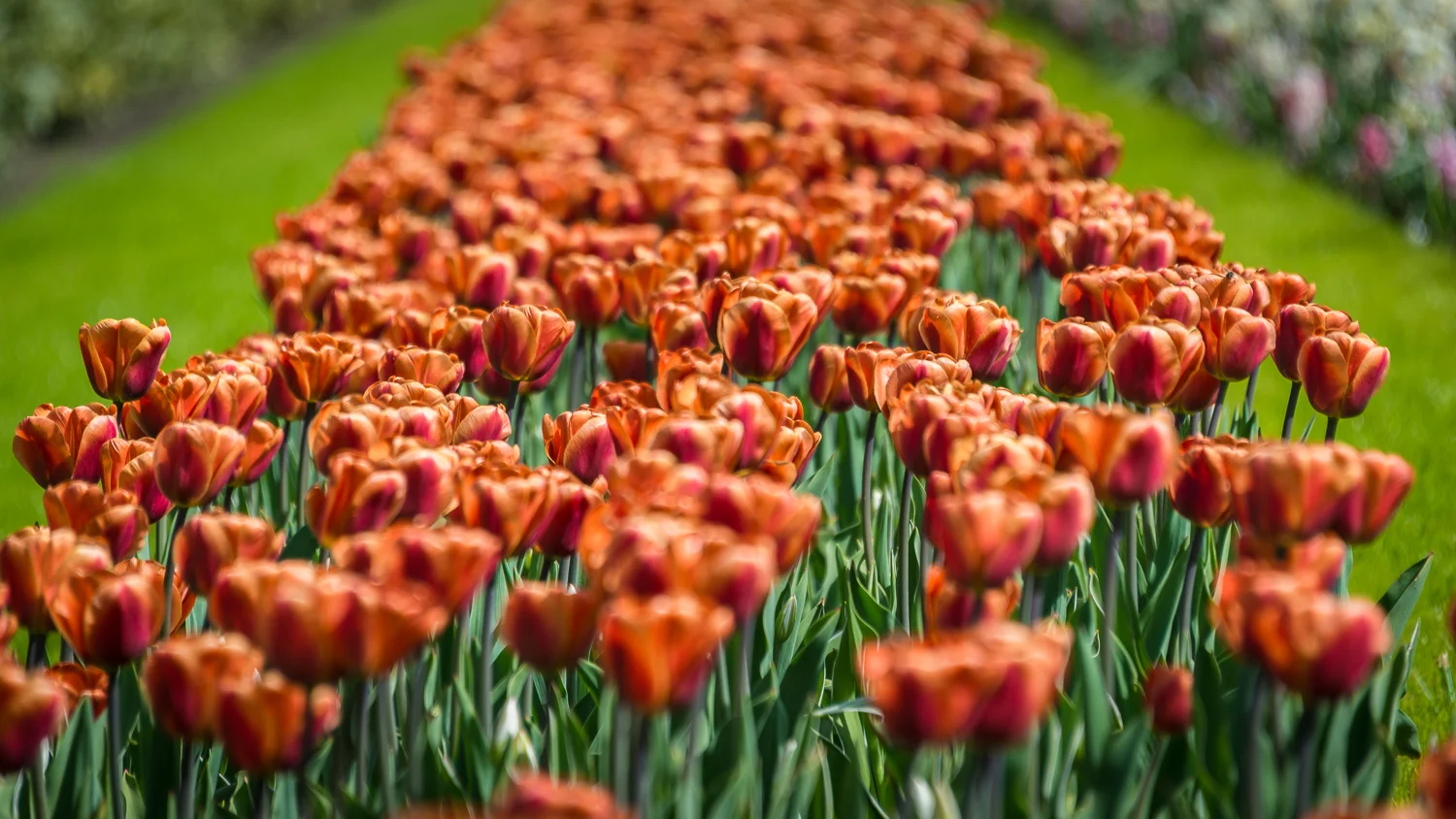 Holland2015-66.jpg