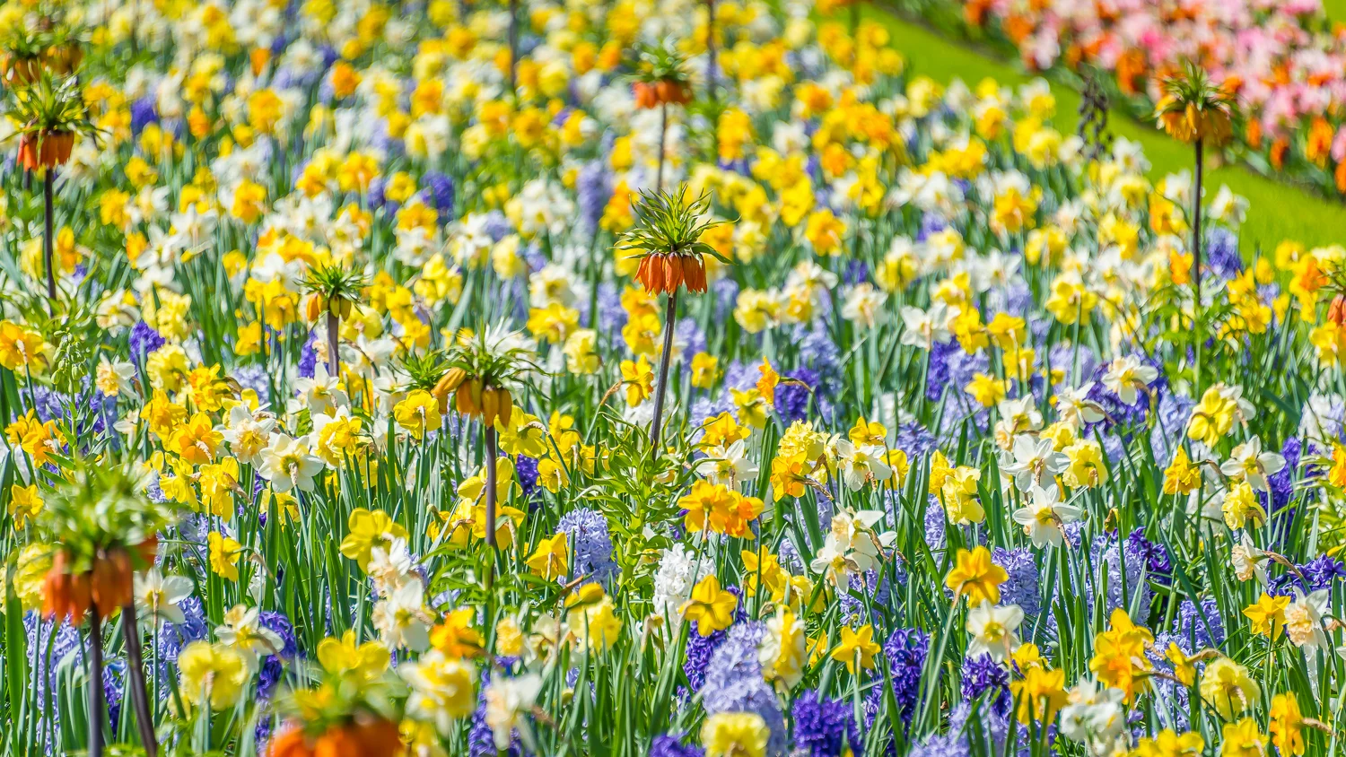 Holland2015-68.jpg