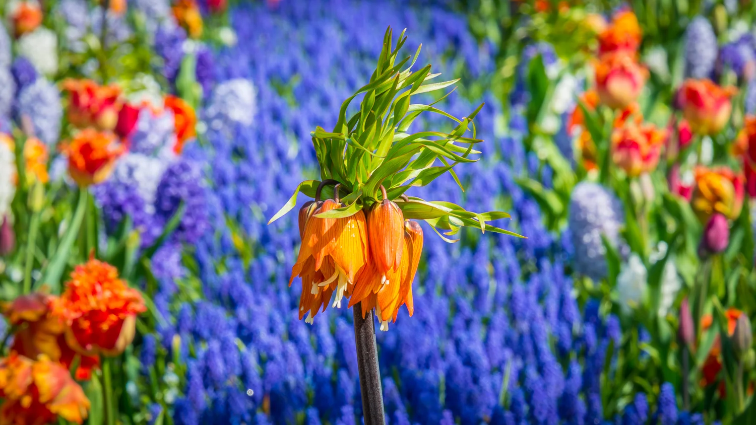 Holland2015-70.jpg