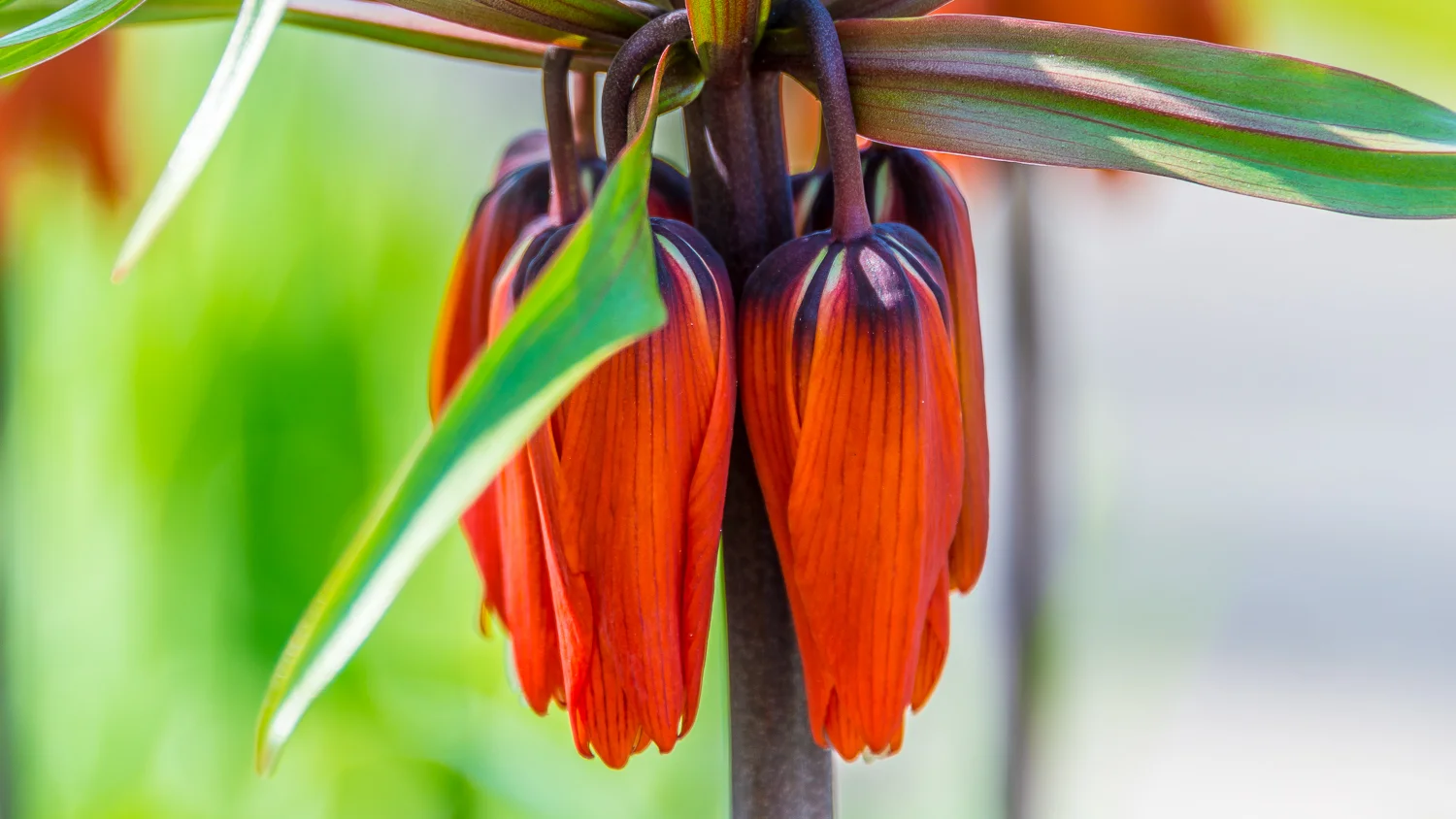 Holland2015-75.jpg