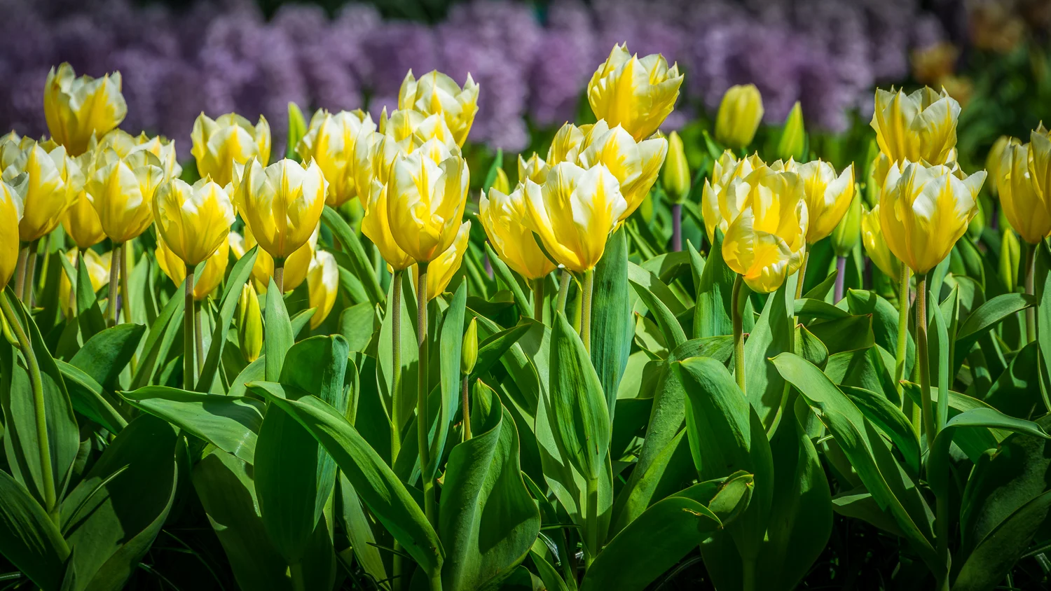 Holland2015-77.jpg