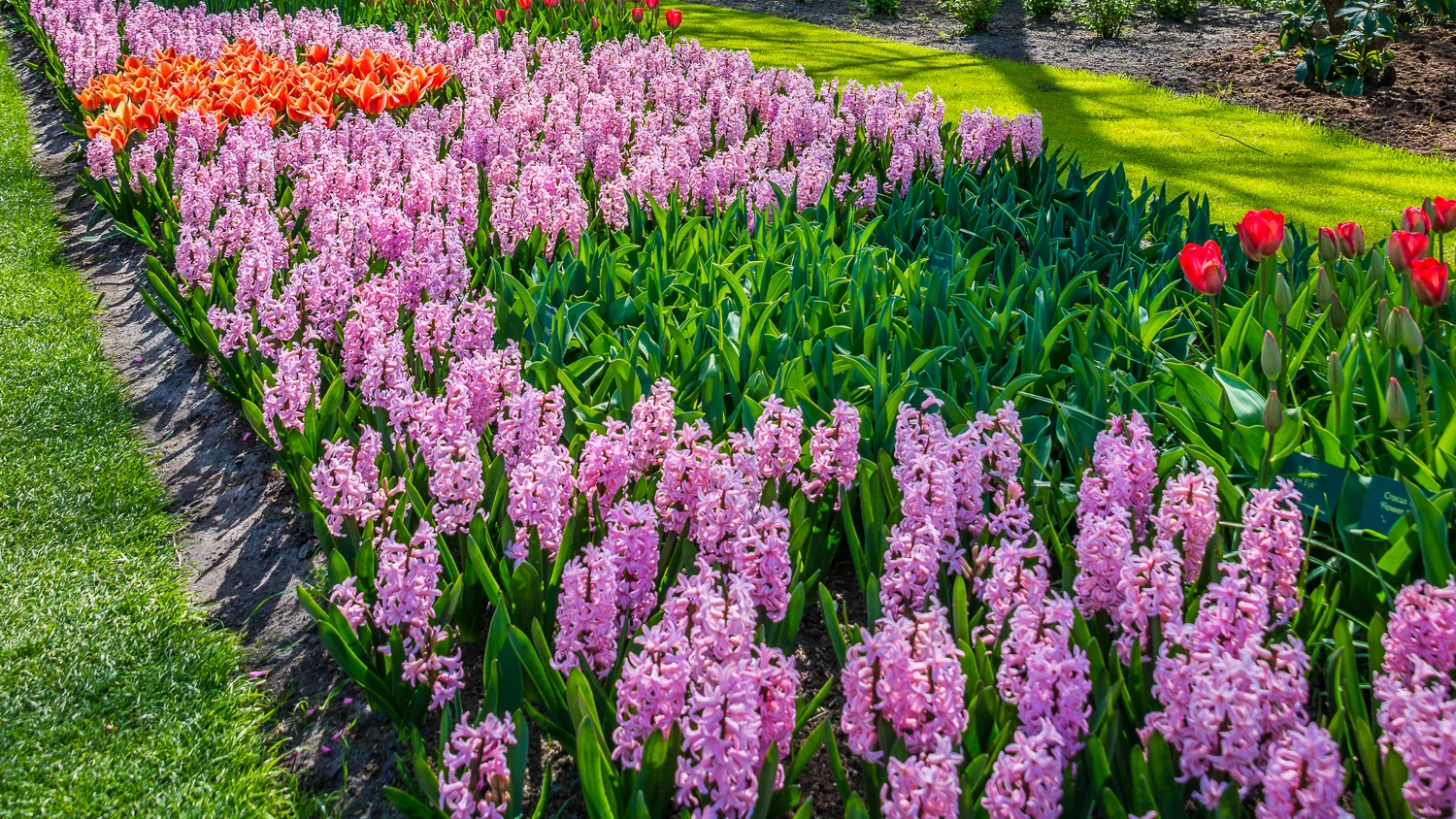 Holland2015-76.jpg