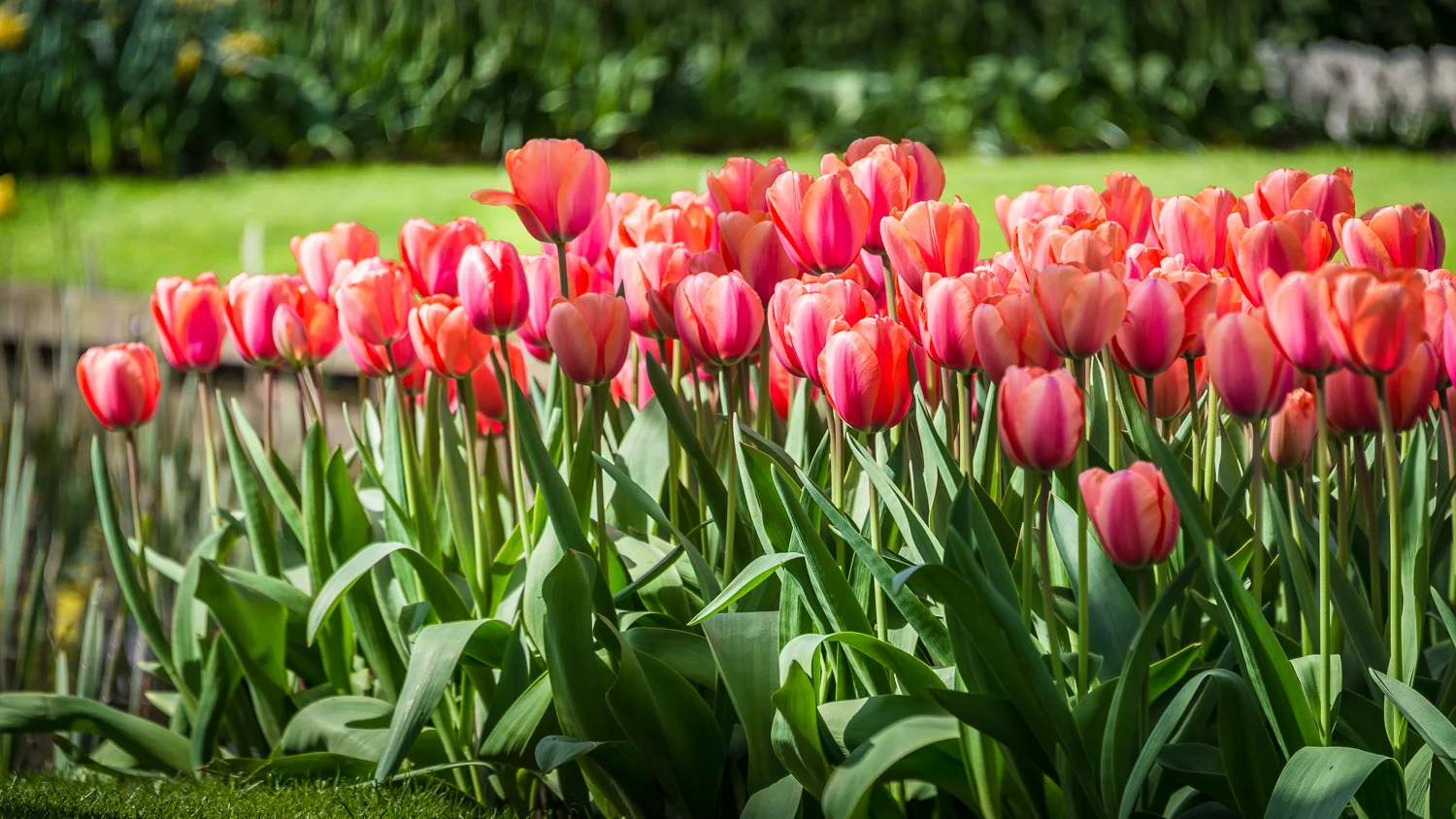 Holland2015-79.jpg