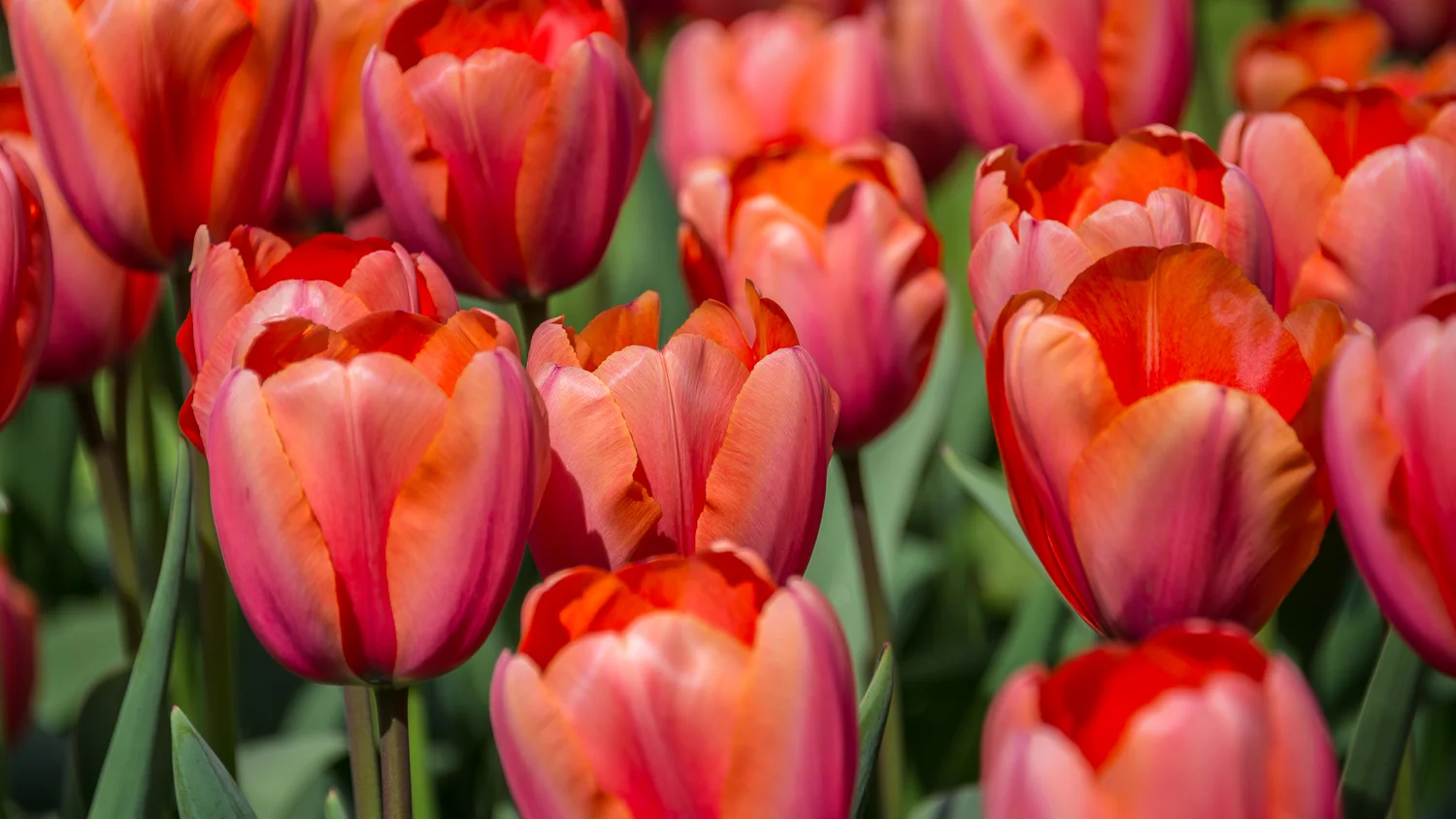 Holland2015-80.jpg
