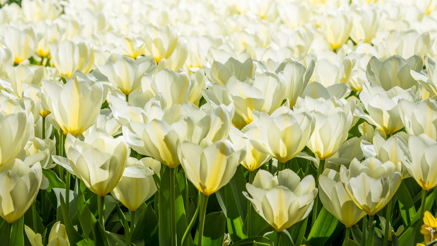 Holland2015-82.jpg