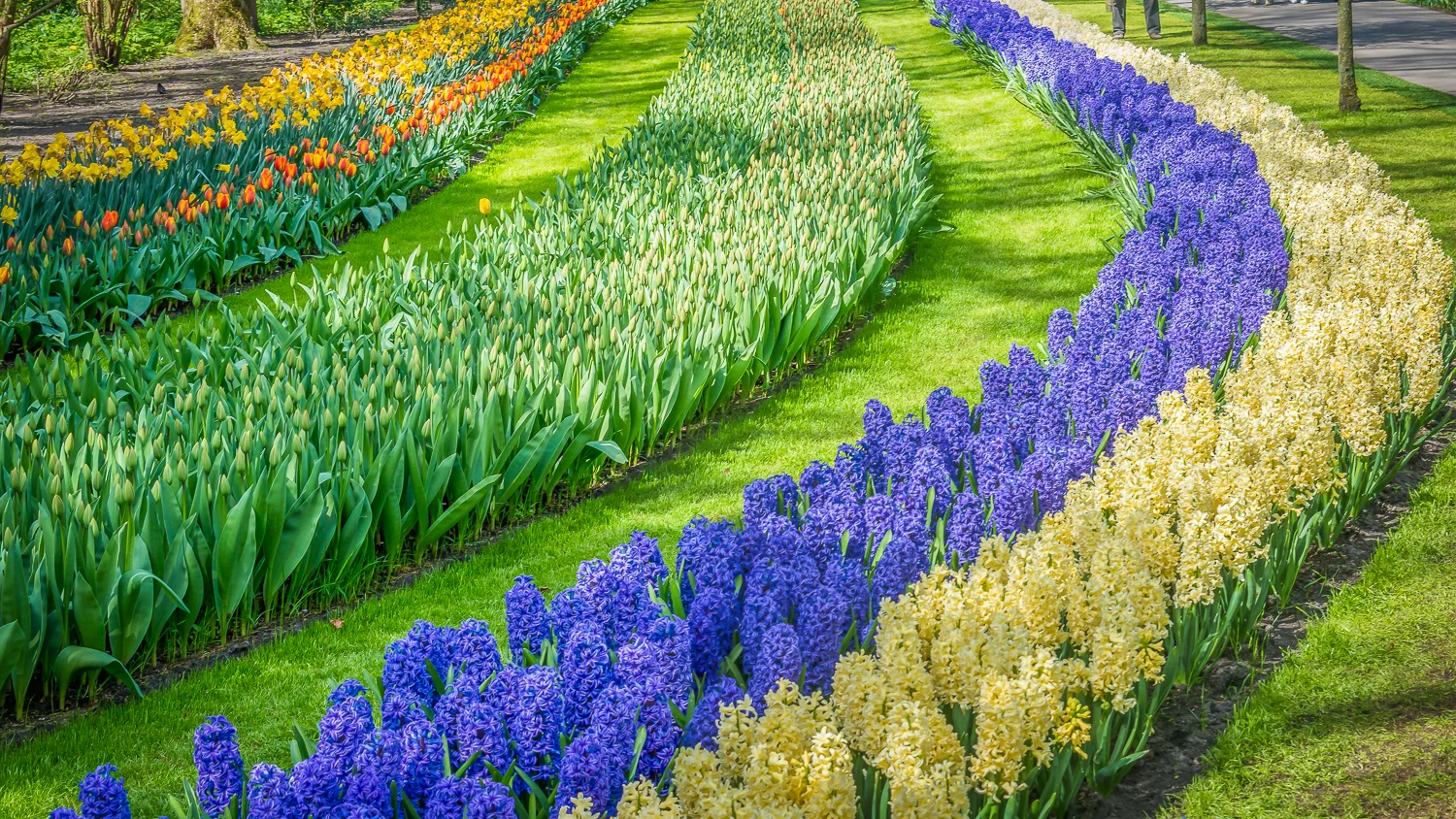 Holland2015-81.jpg