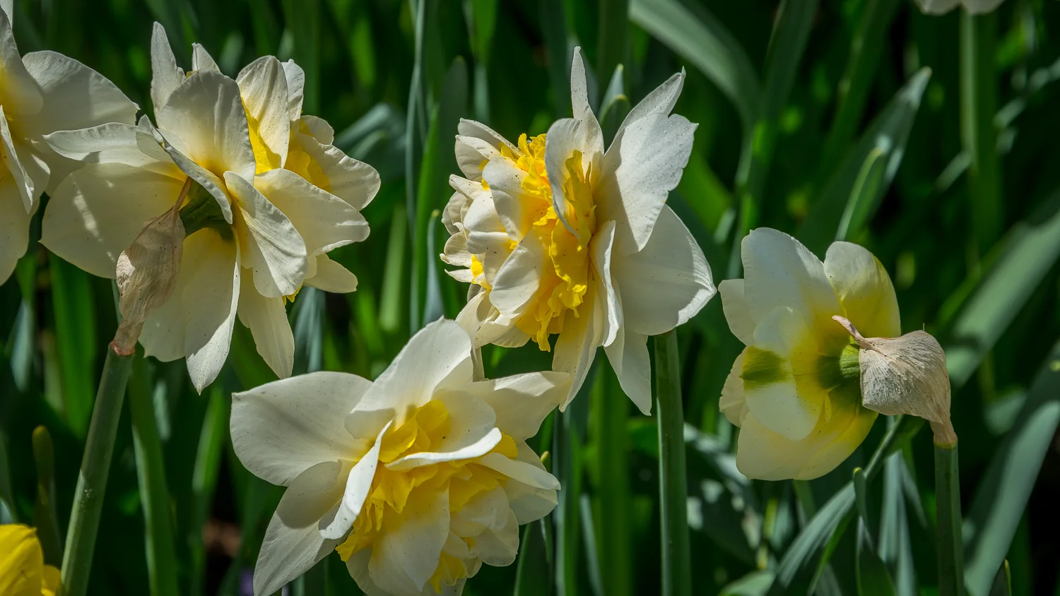 Holland2015-85.jpg