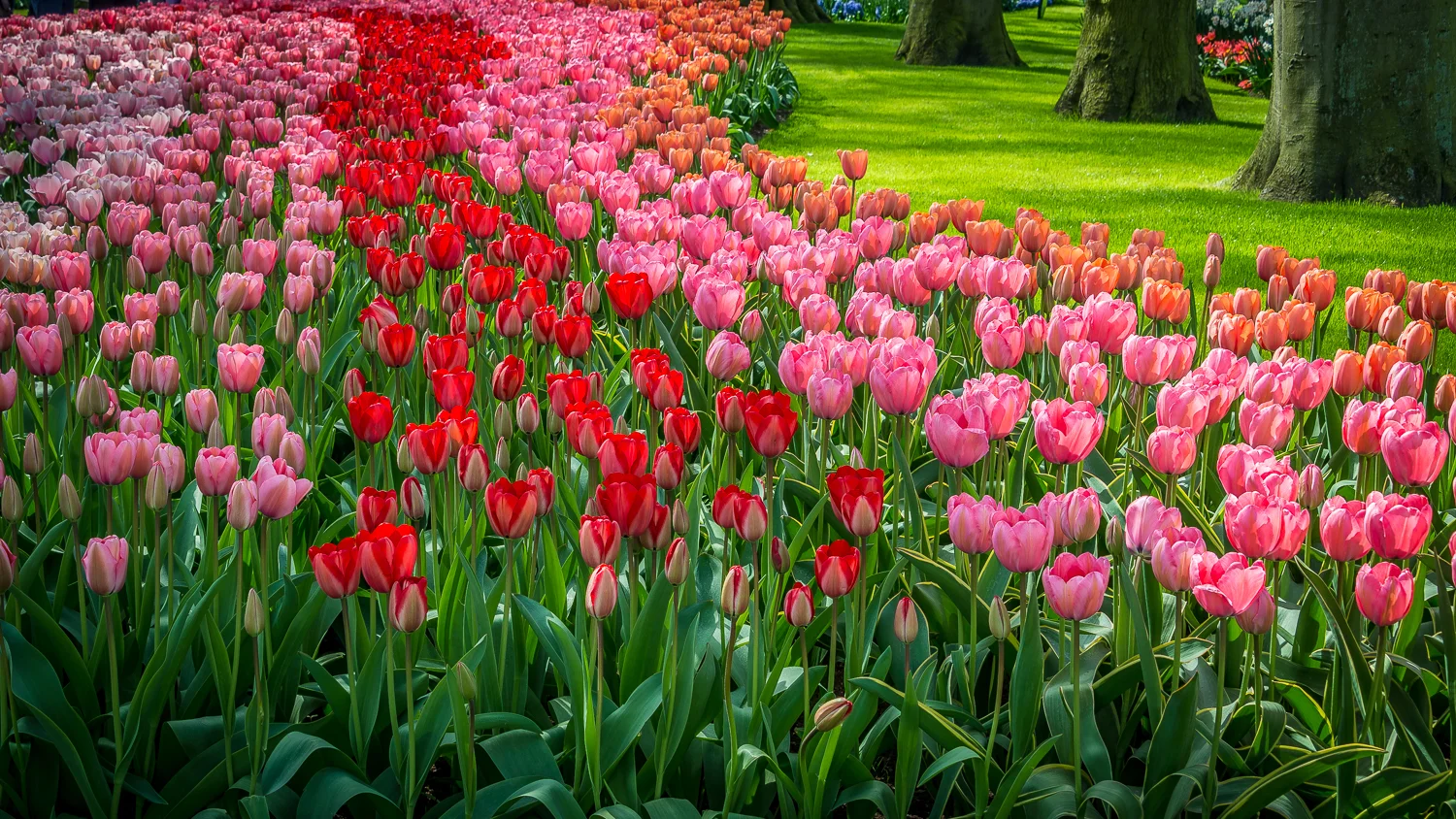 Holland2015-86.jpg