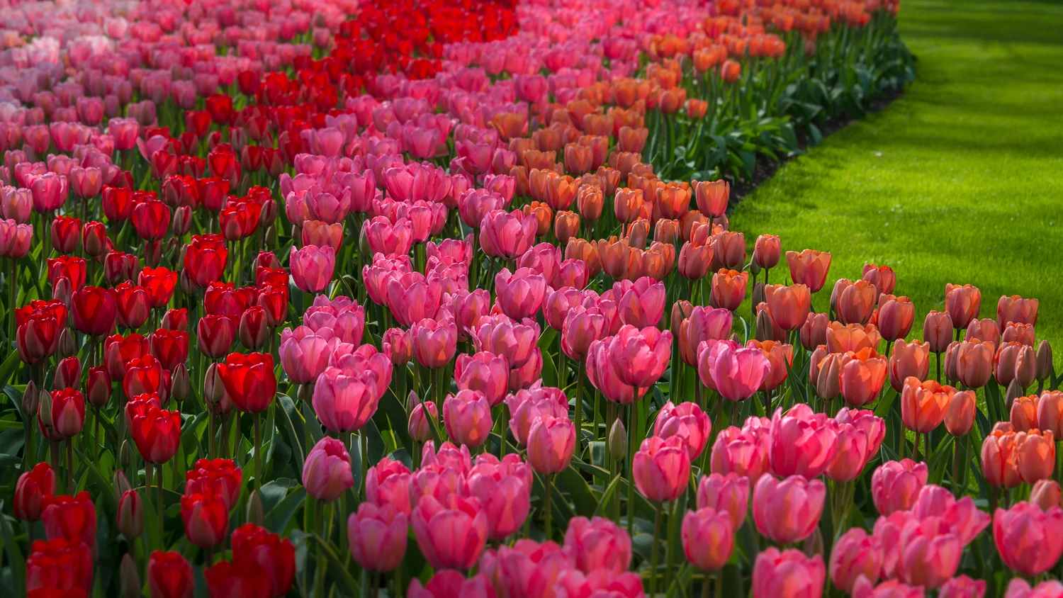 Holland2015-87.jpg