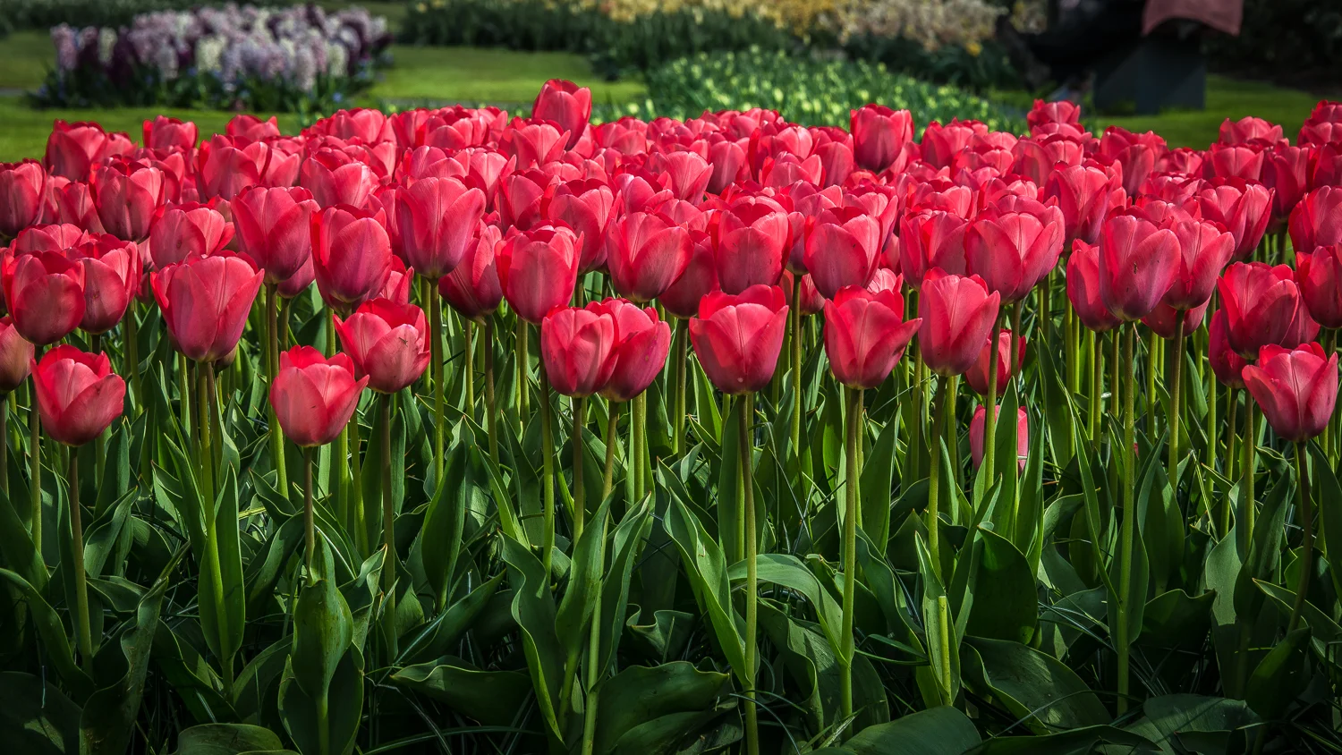 Holland2015-89.jpg