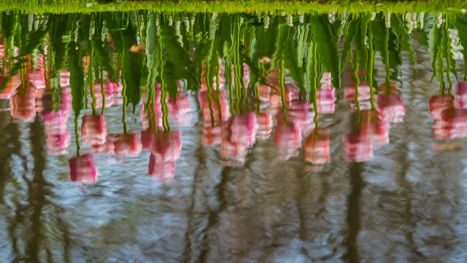 Holland2015-92.jpg