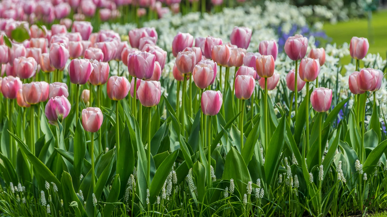 Holland2015-93.jpg