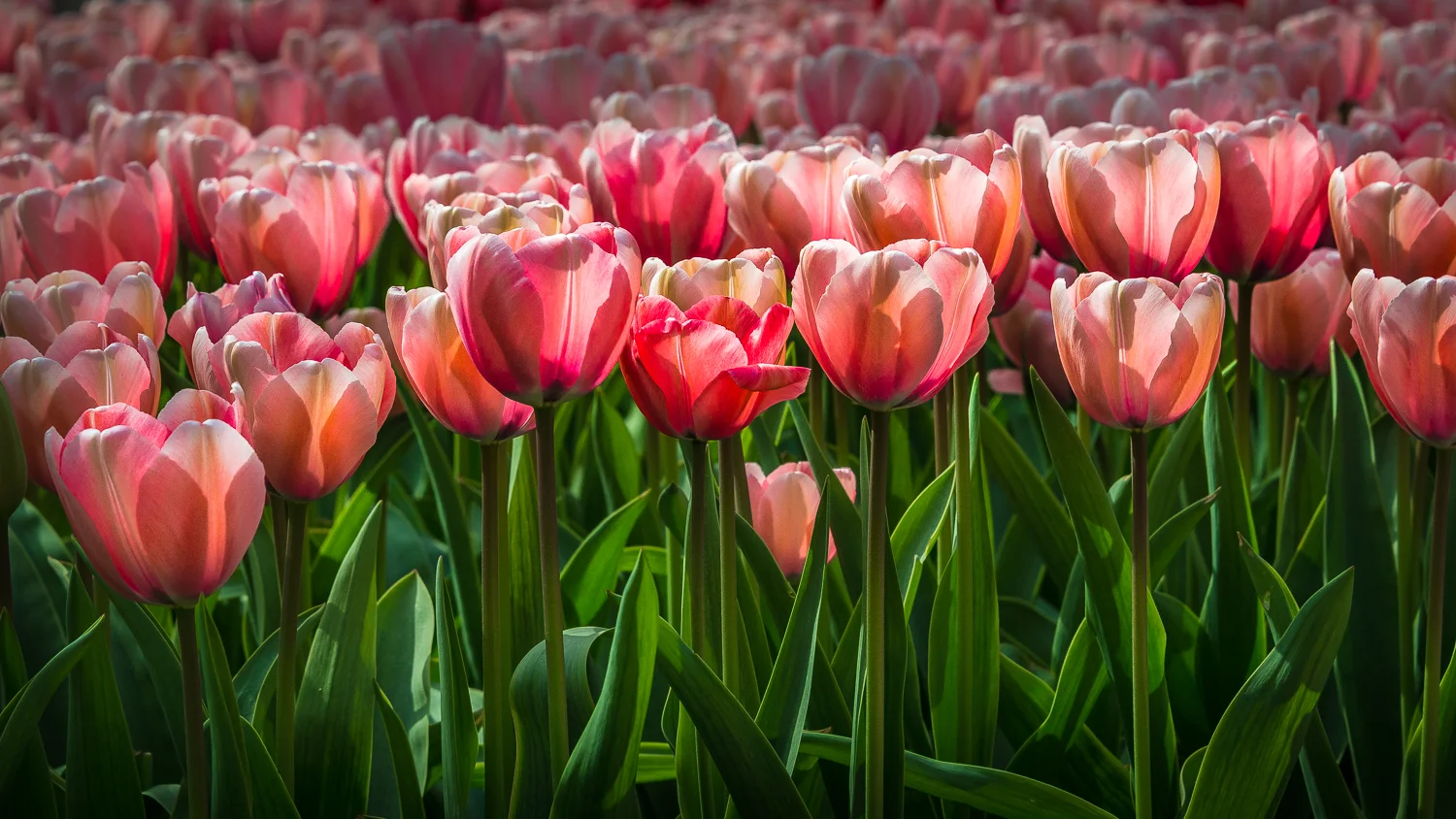 Holland2015-99.jpg