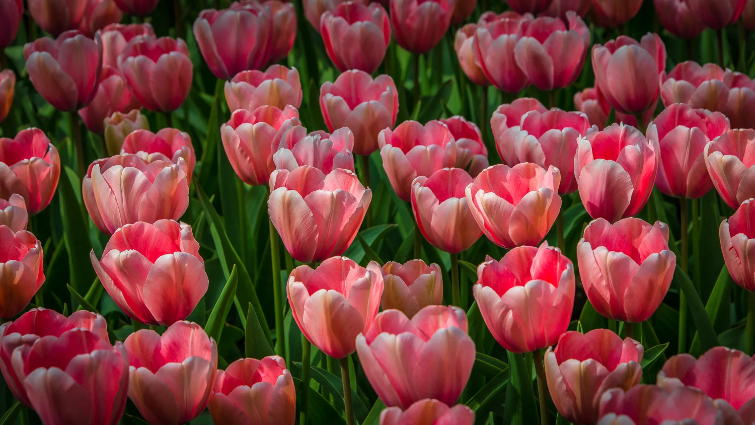 Holland2015-100.jpg