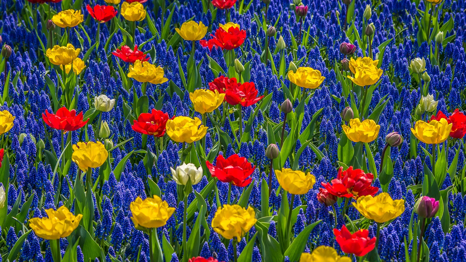 Holland2015-101.jpg