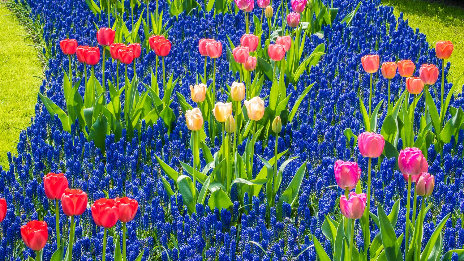 Holland2015-103.jpg