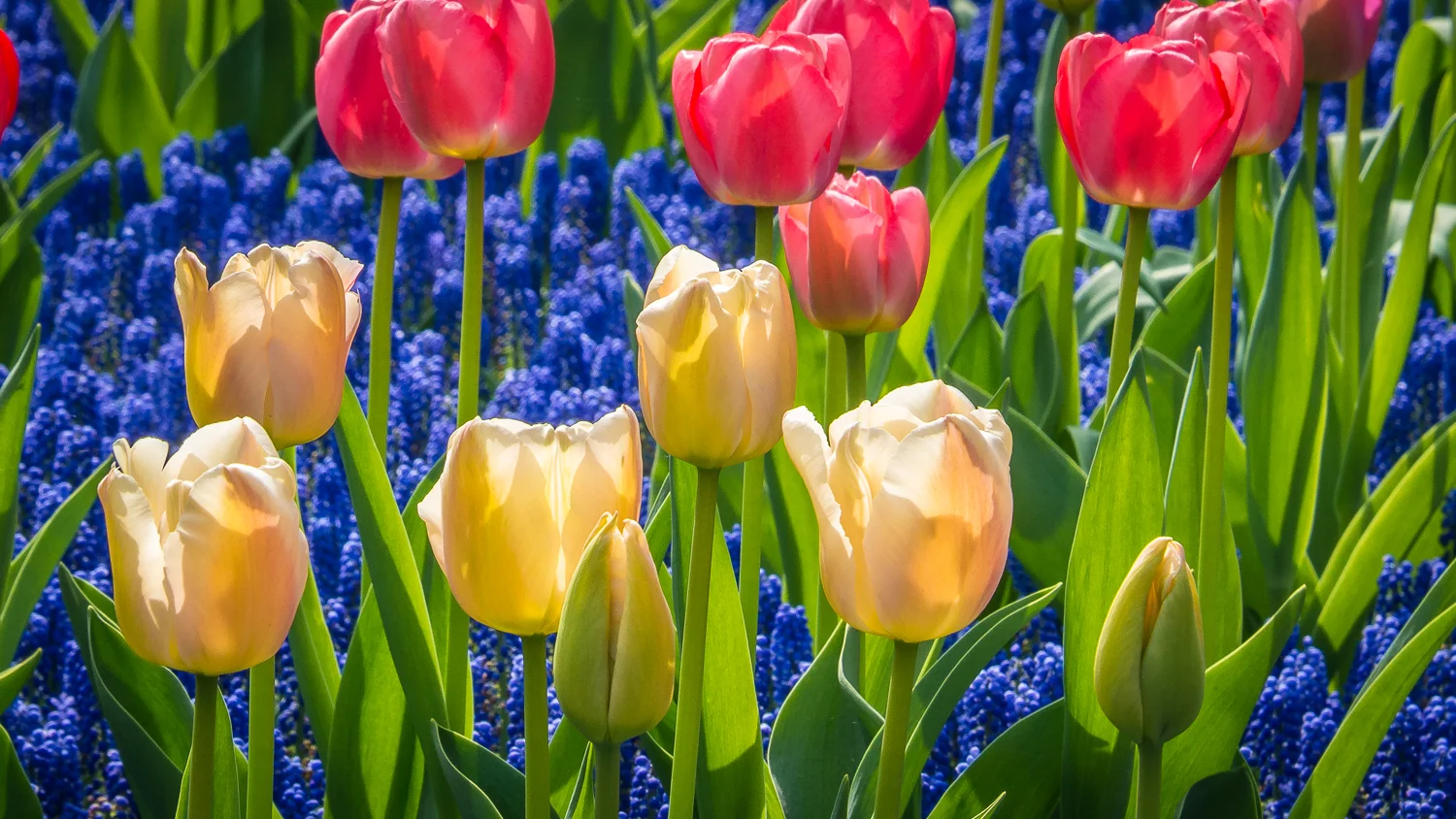 Holland2015-104.jpg