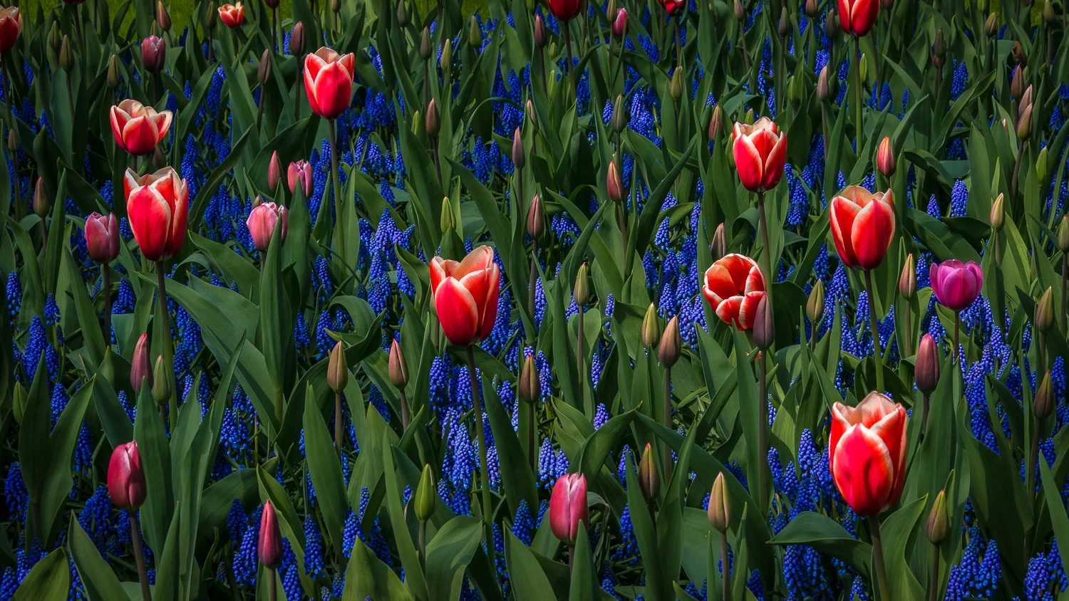 Holland2015-106.jpg