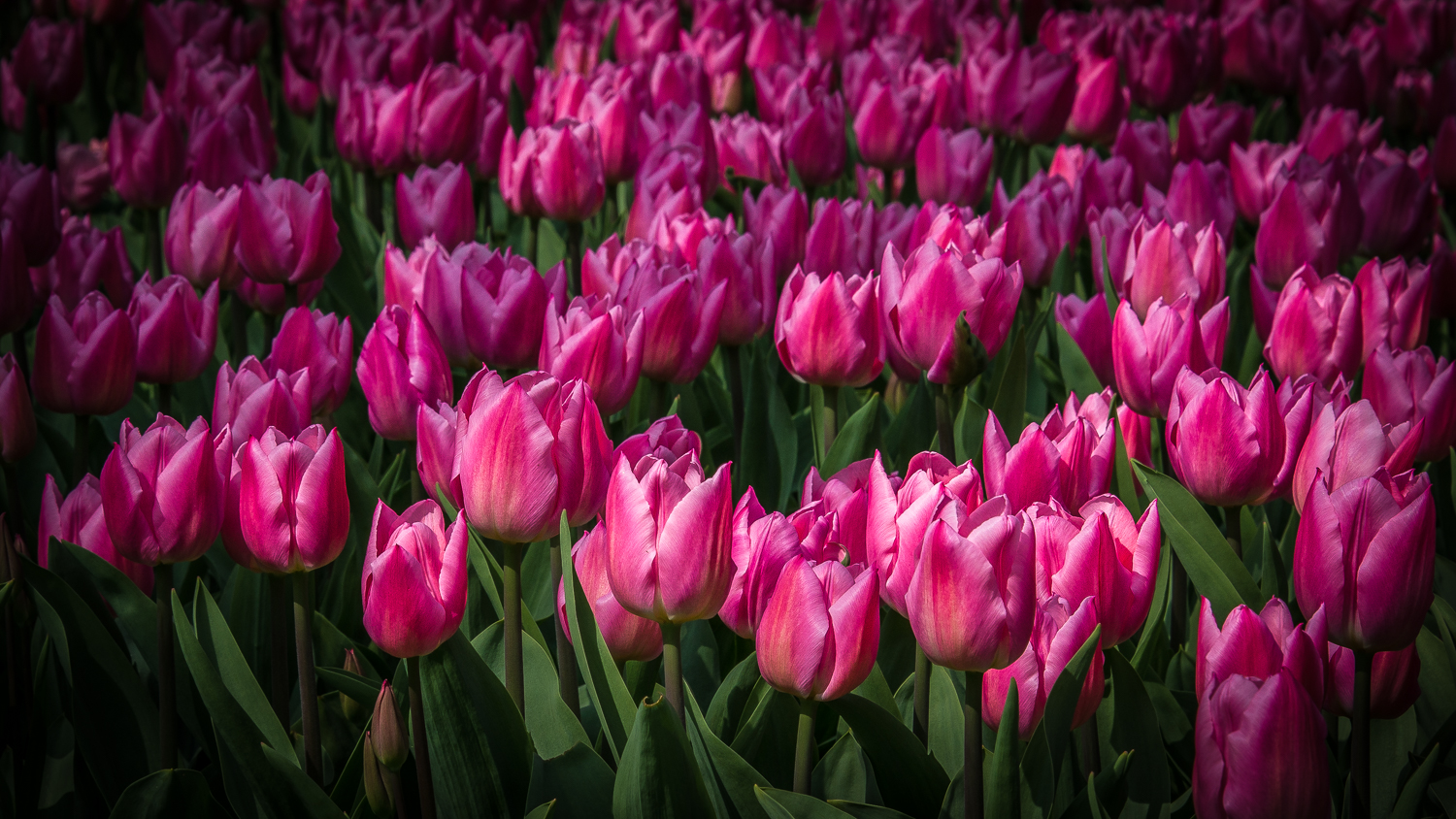 Holland2015-107.jpg