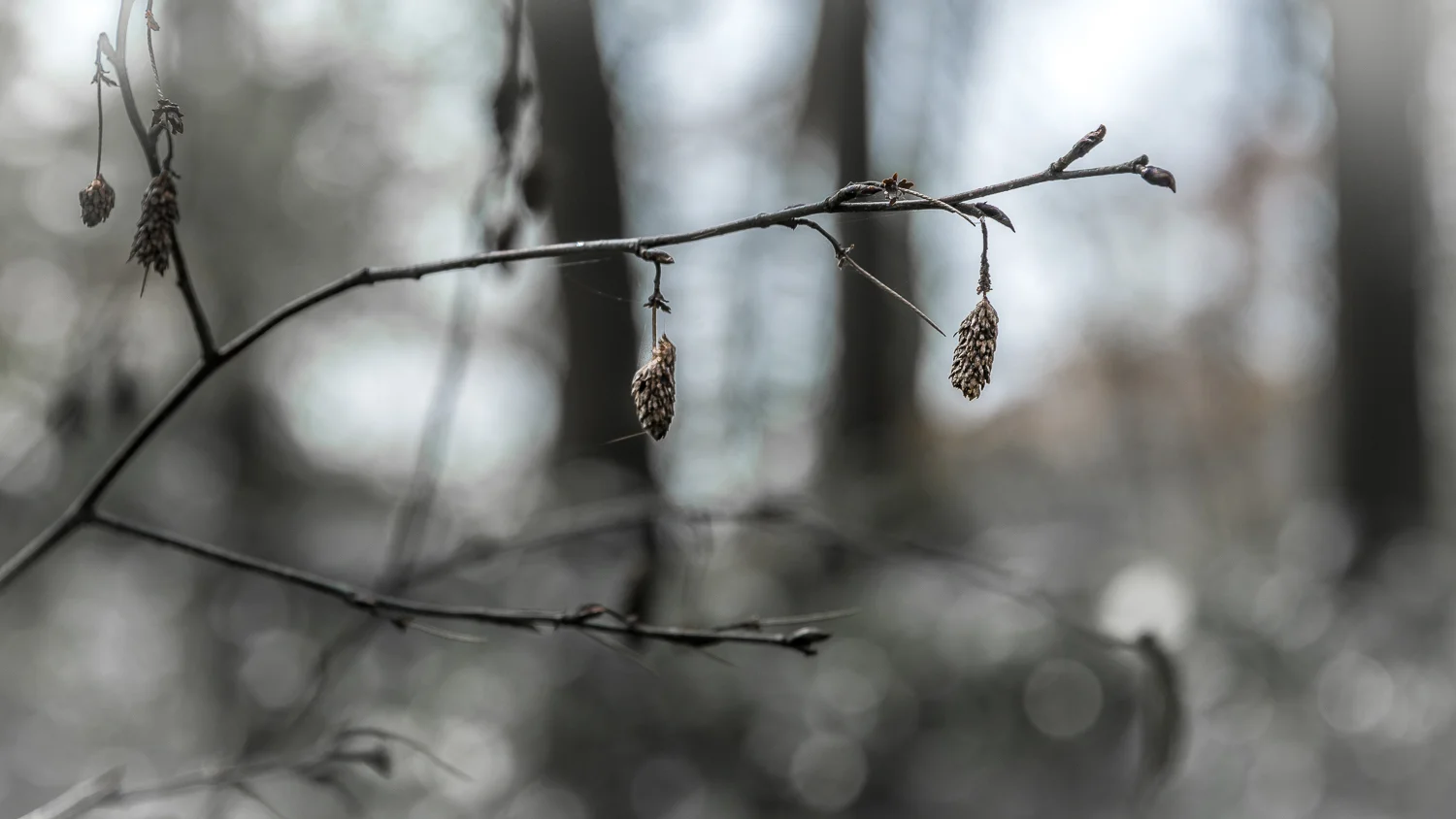 Holland2015-108.jpg