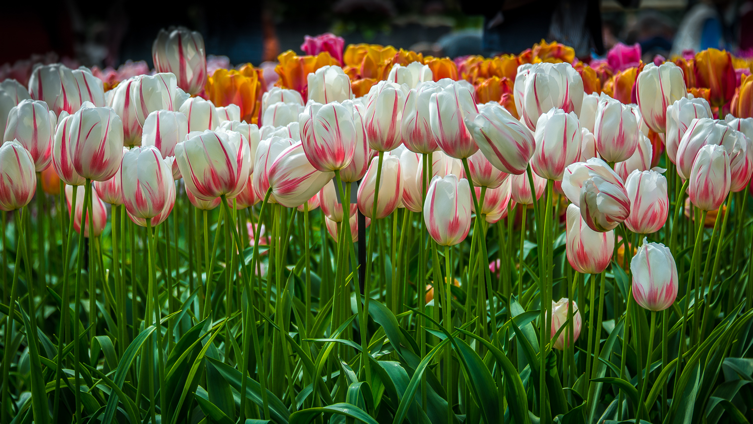Holland2015-112.jpg