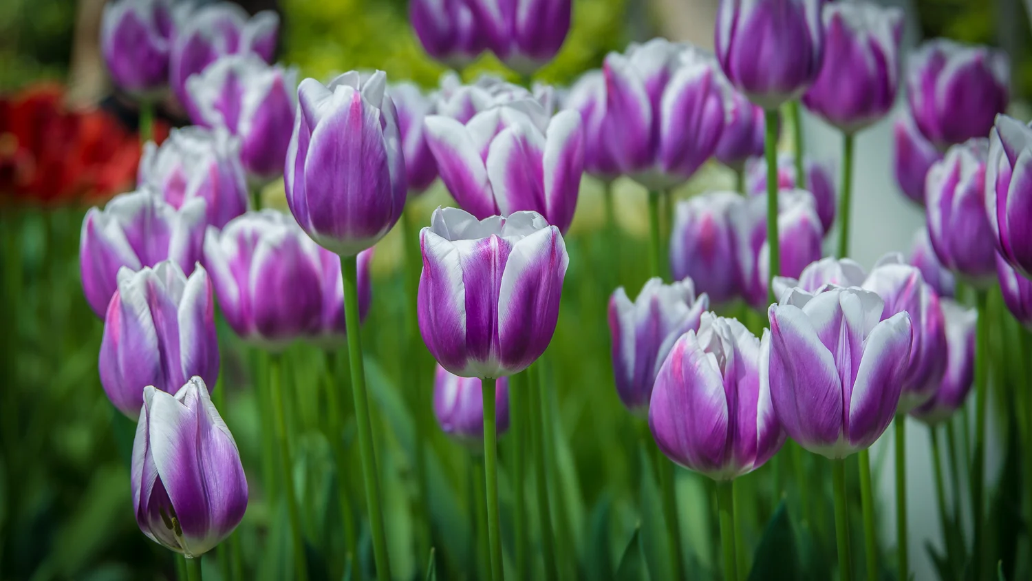 Holland2015-114.jpg