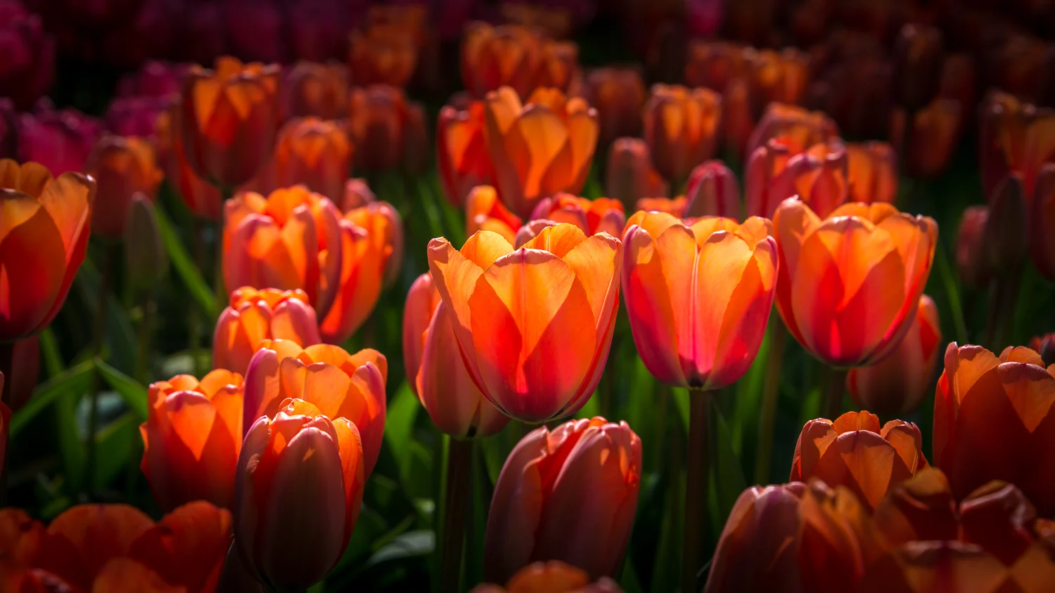 Holland2015-117.jpg