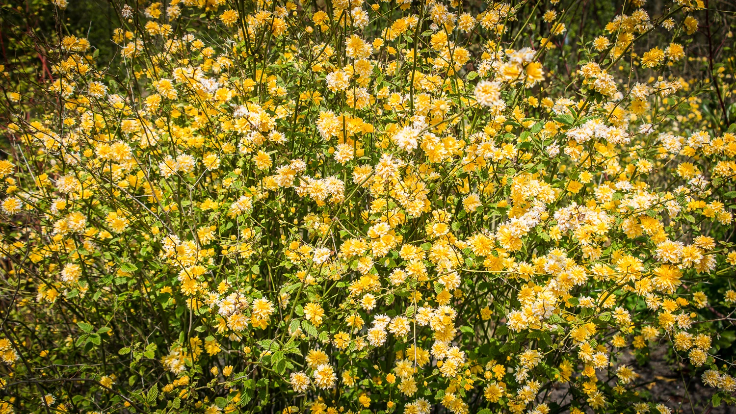 Holland2015-115.jpg