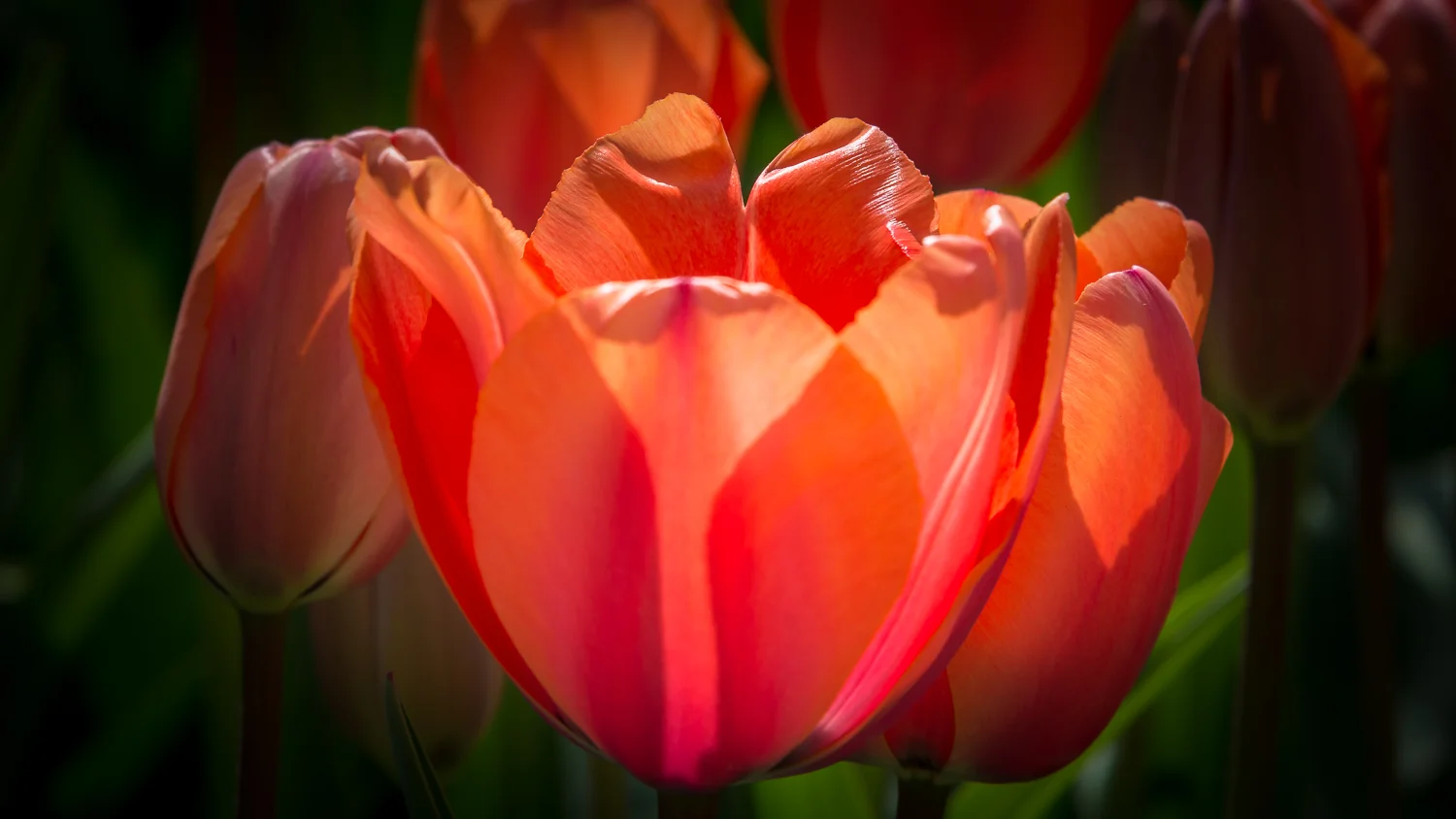 Holland2015-118.jpg
