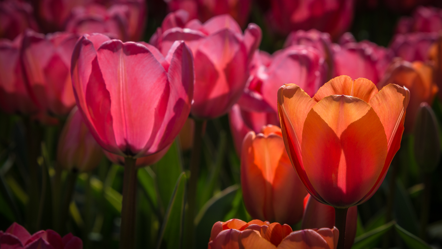 Holland2015-119.jpg