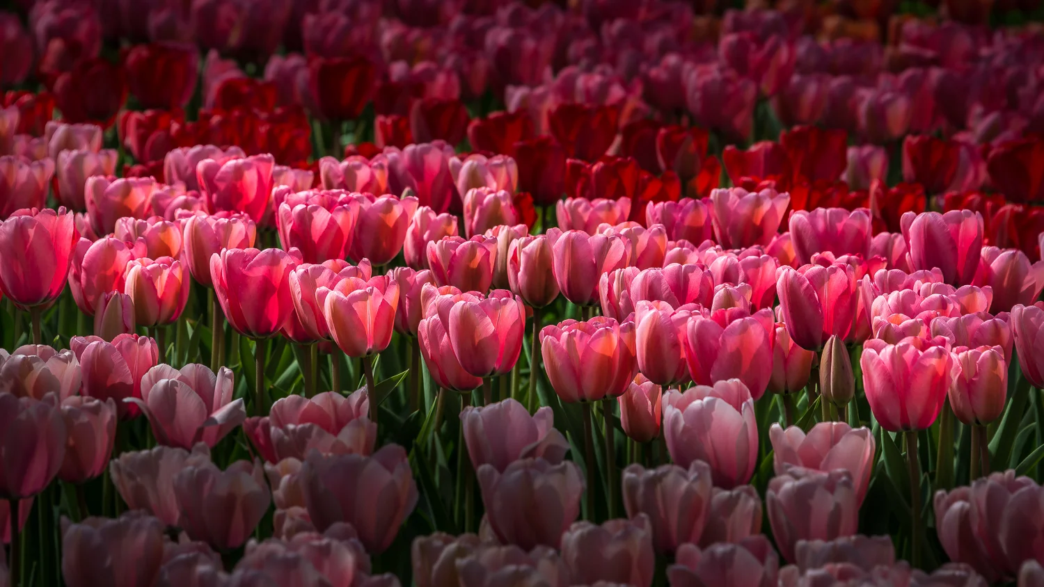 Holland2015-121.jpg