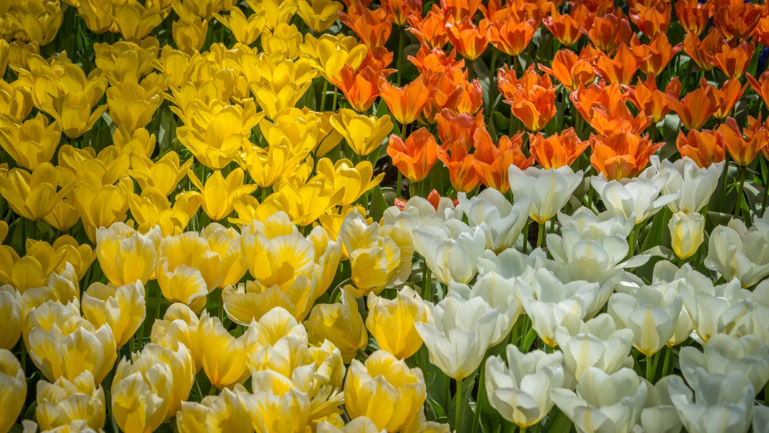 Holland2015-124.jpg