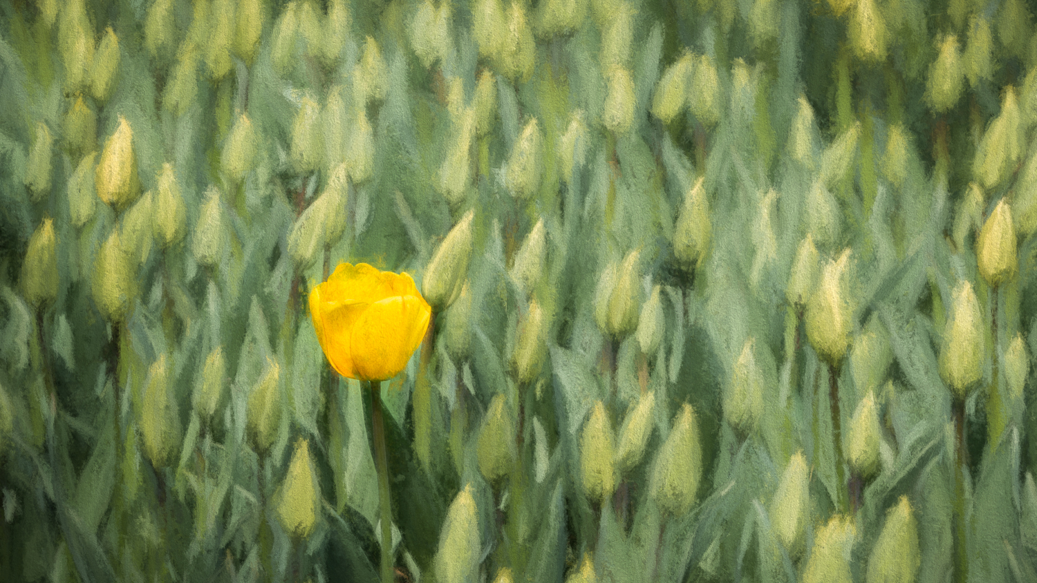 Holland2015-125.jpg