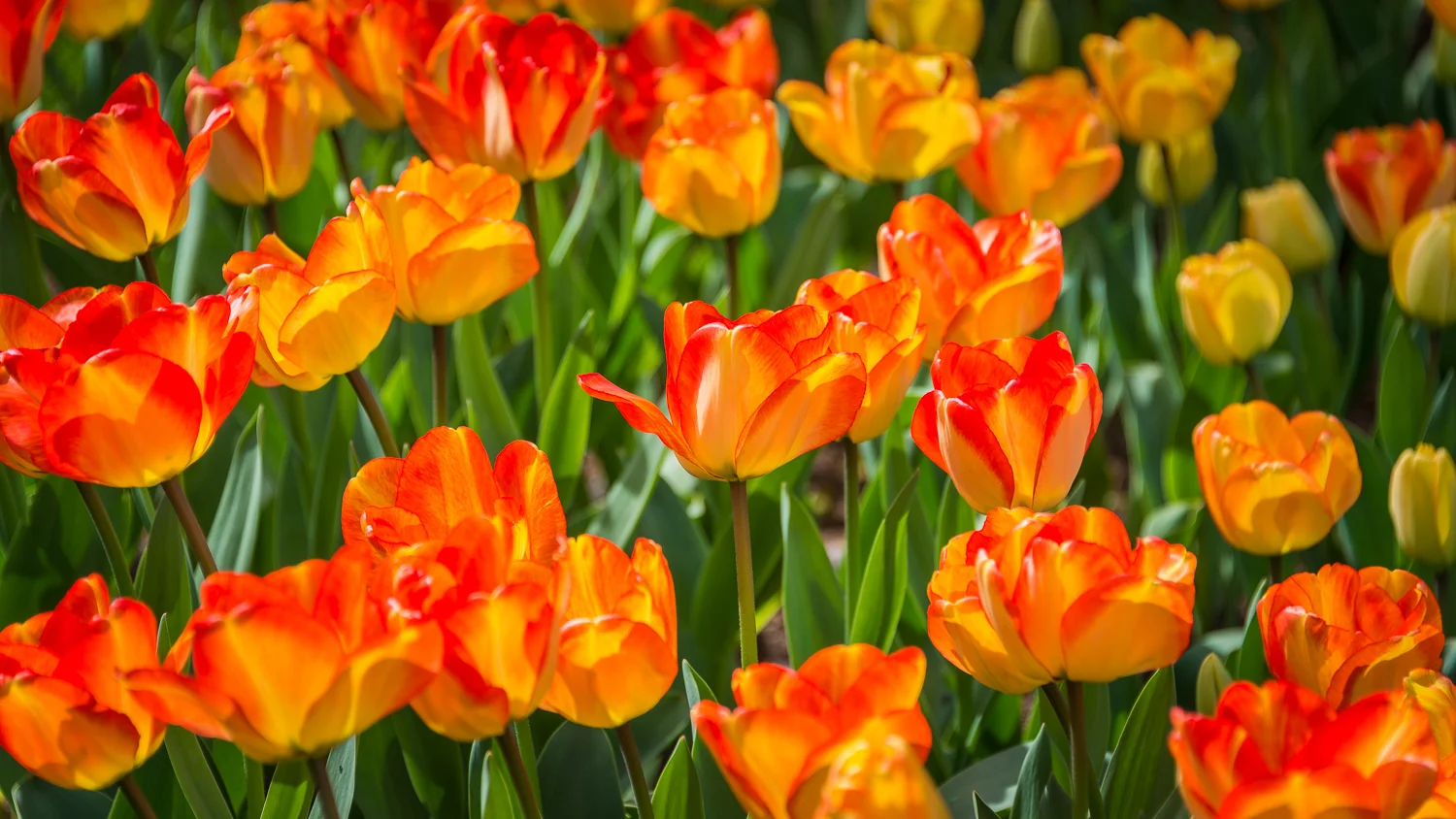 Holland2015-127.jpg