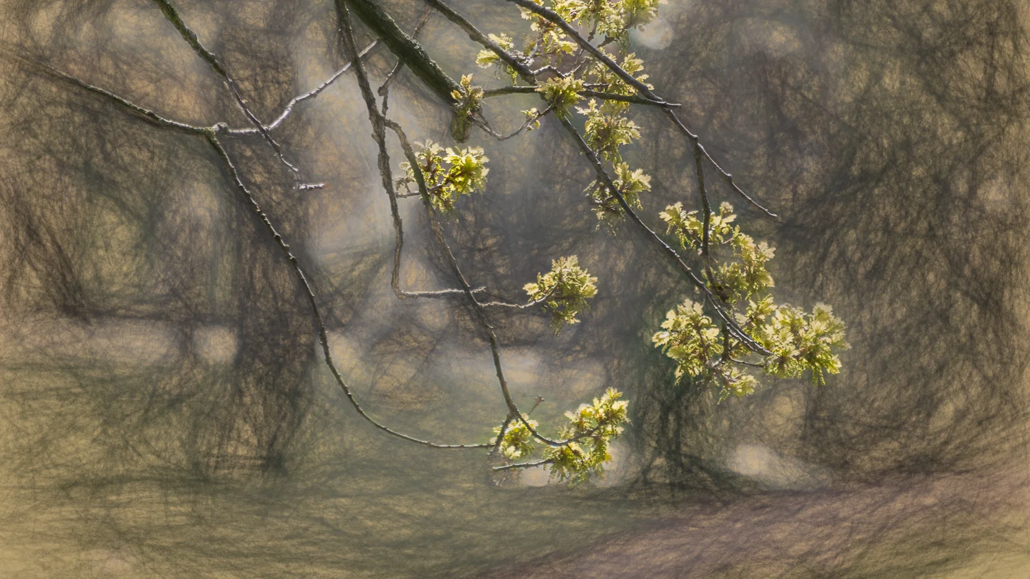Holland2015-128.jpg