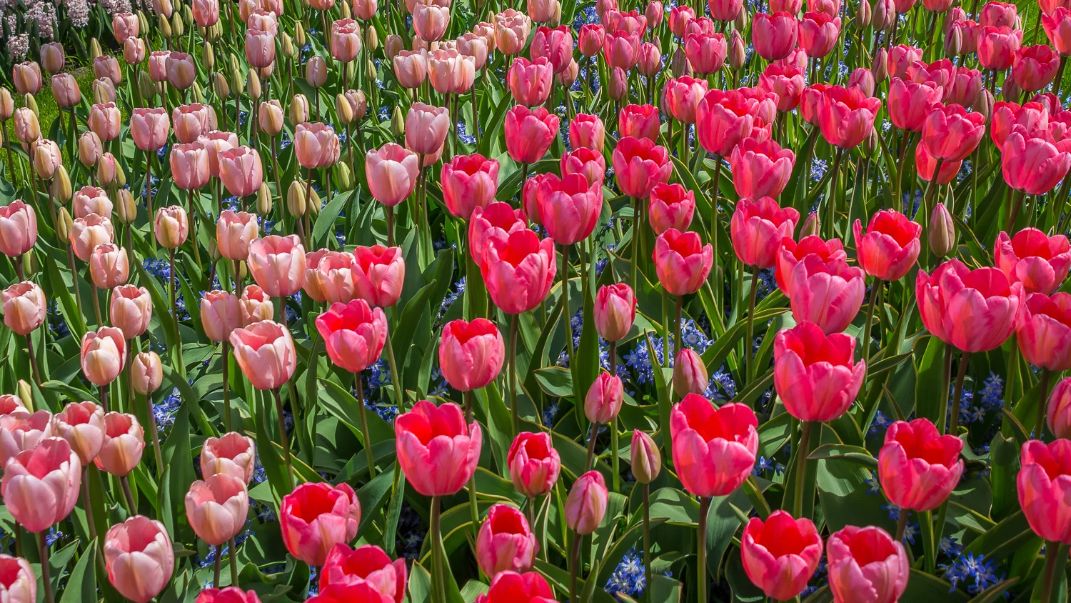 Holland2015-130.jpg