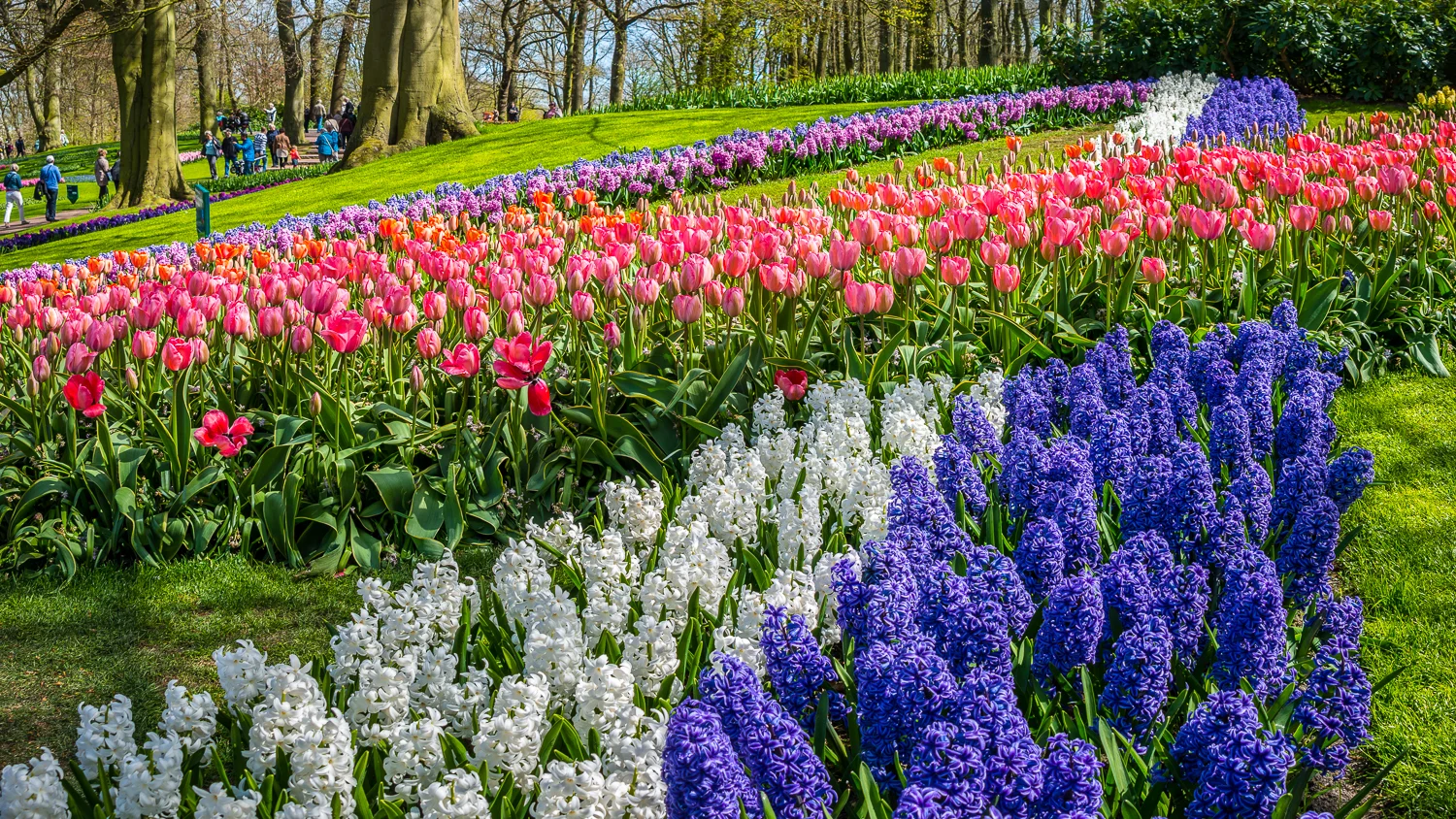 Holland2015-132.jpg