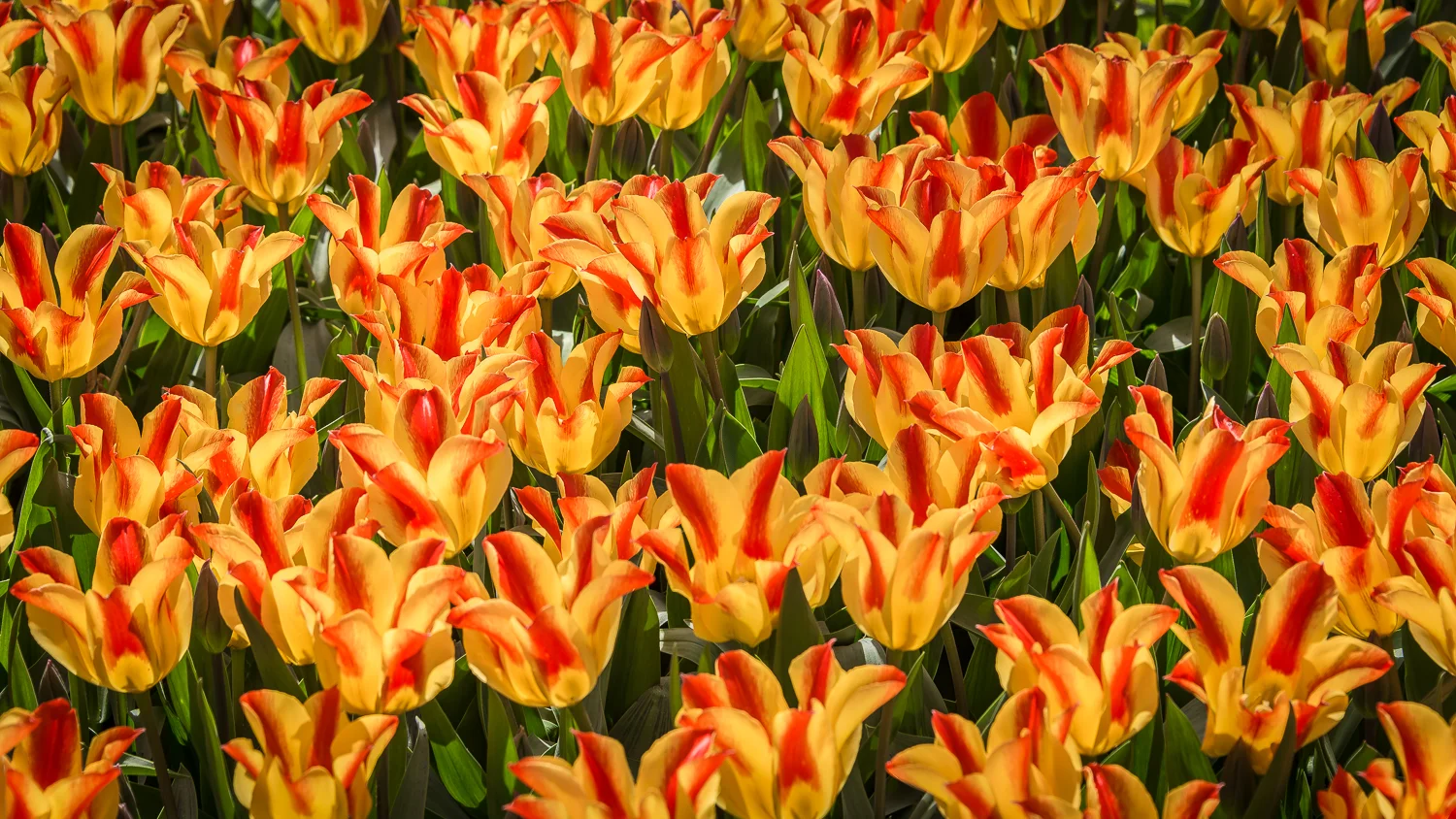 Holland2015-138.jpg