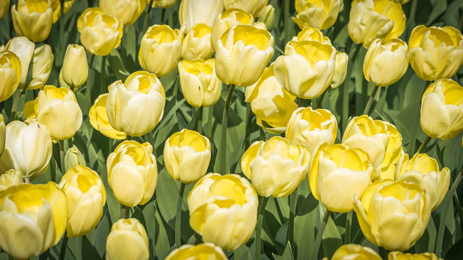 Holland2015-147.jpg
