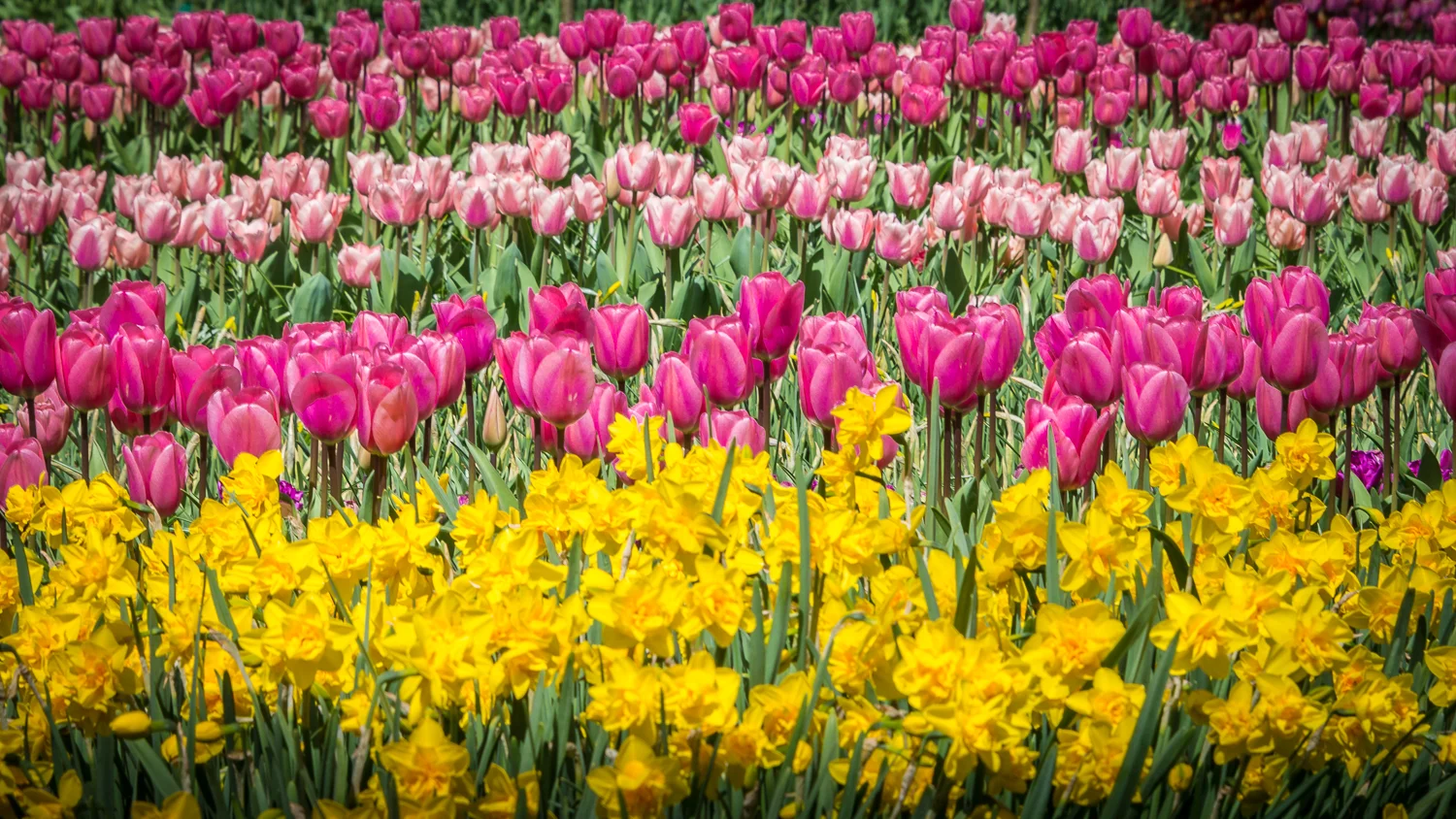 Holland2015-151.jpg