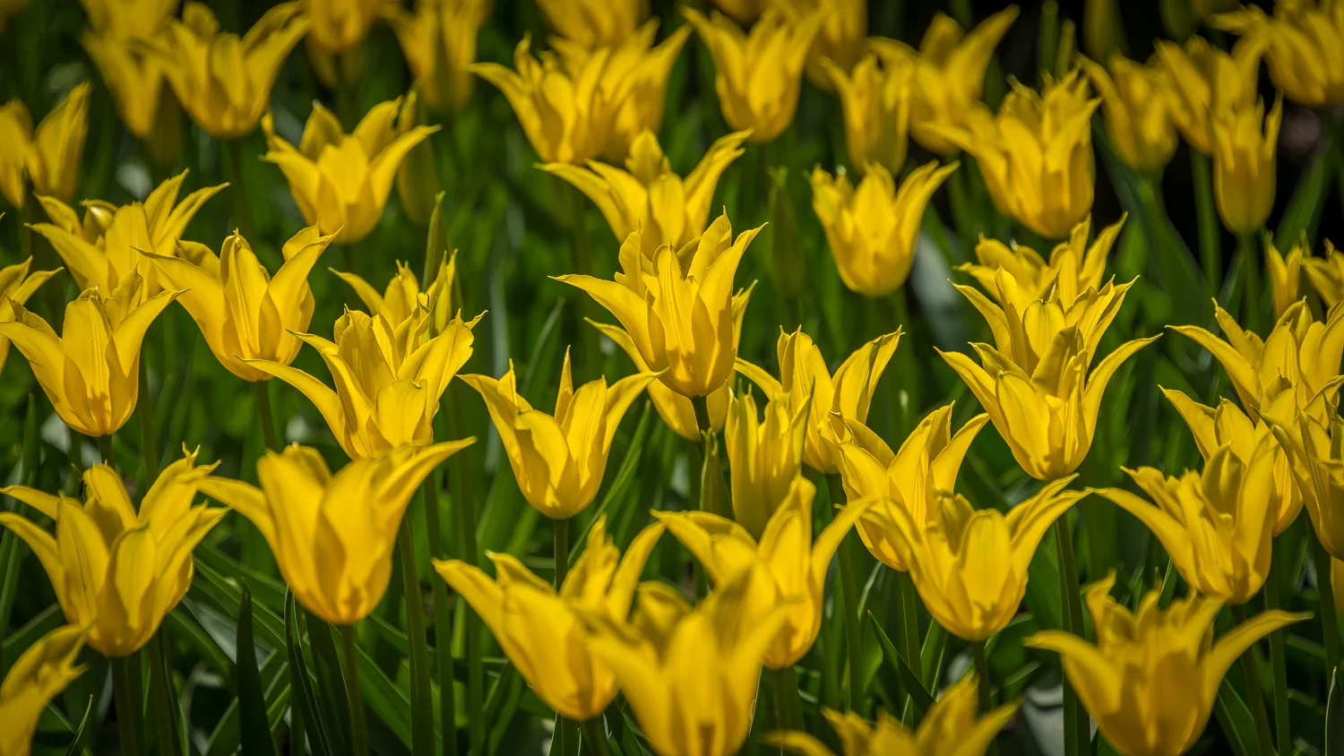 Holland2015-153.jpg
