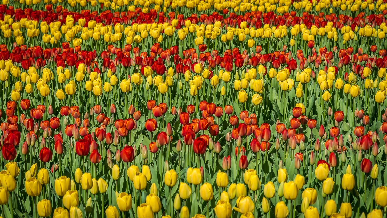Holland2015-158.jpg