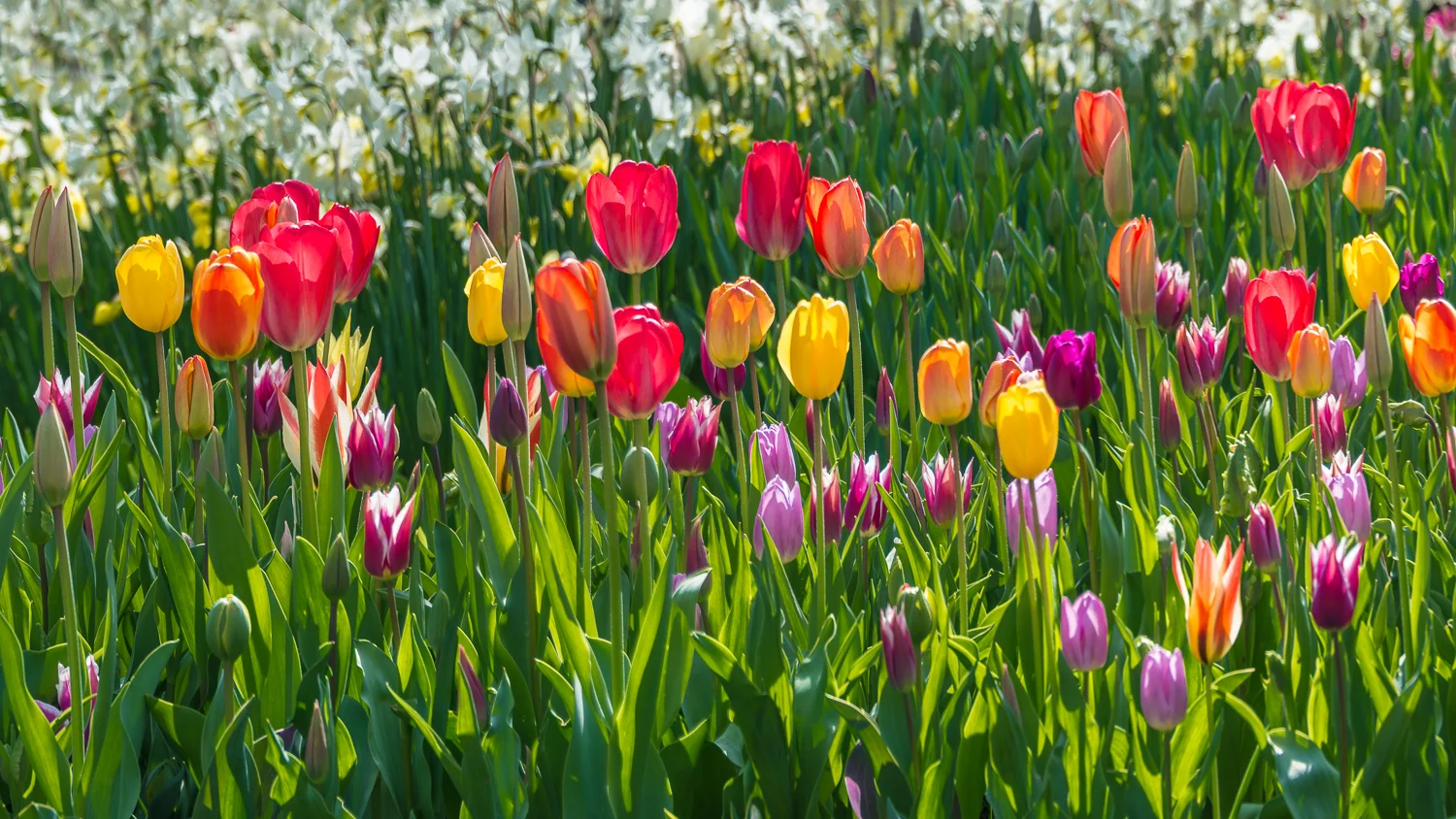 Holland2015-165.jpg