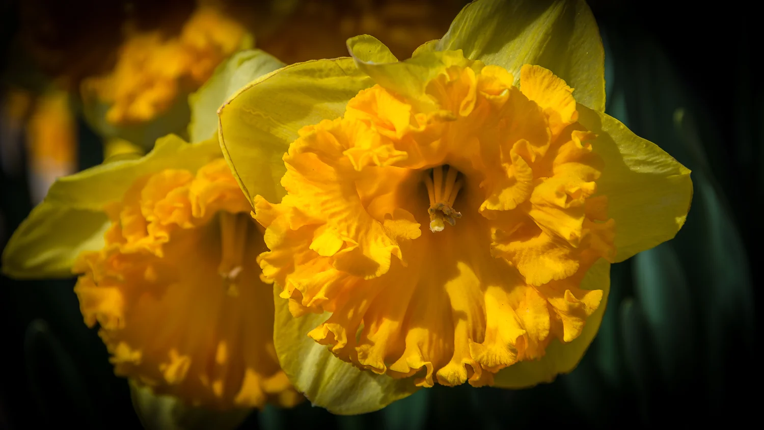 Holland2015-170.jpg