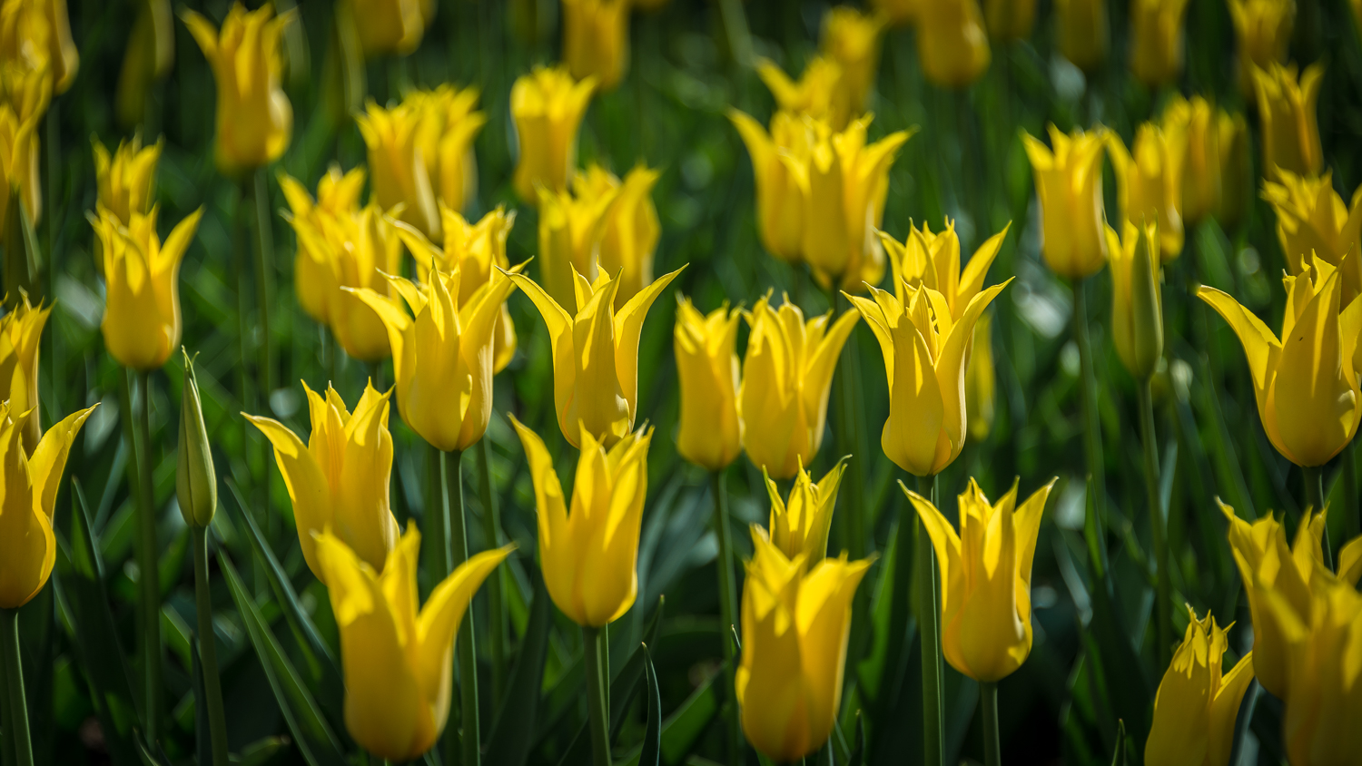 Holland2015-169.jpg