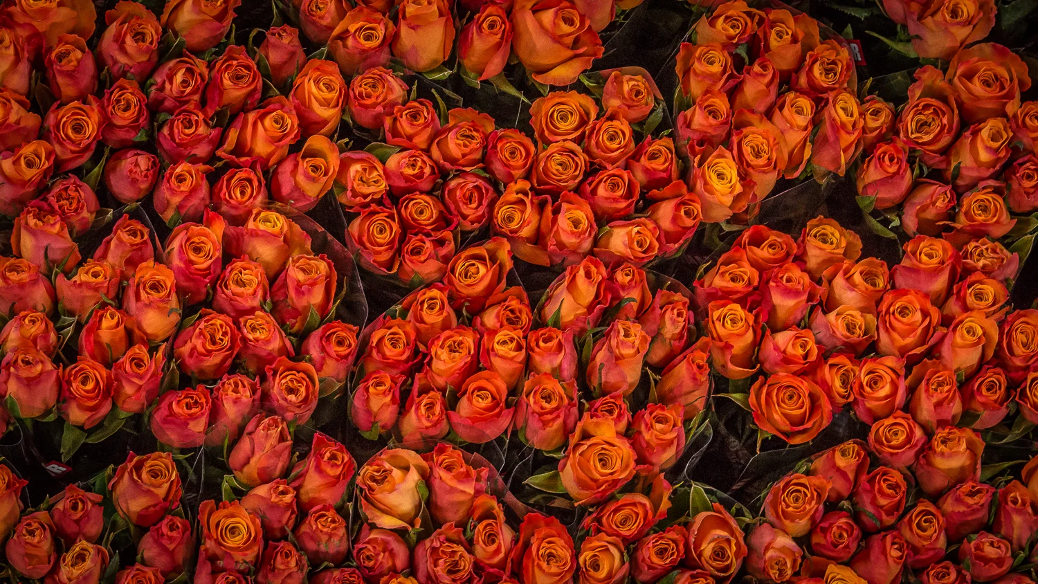 Holland2015-193.jpg